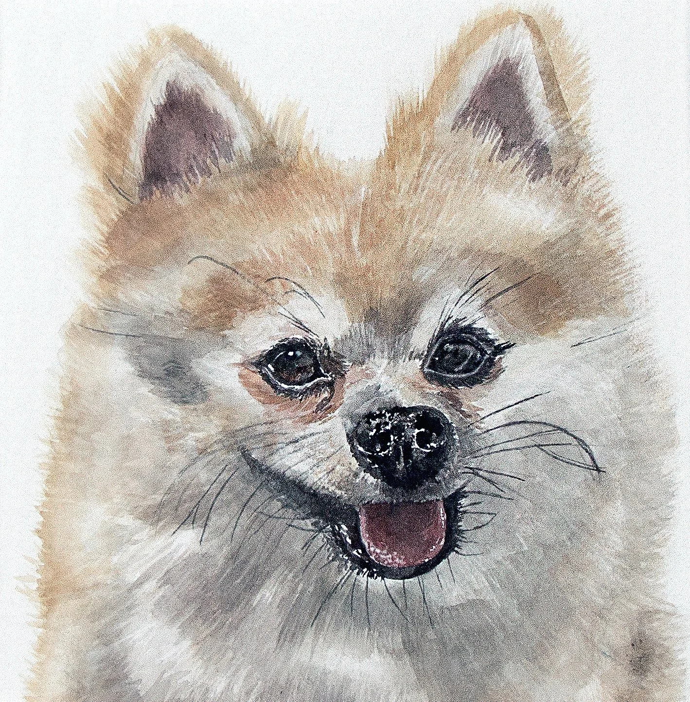 MilothePomeranianFINAL.jpg