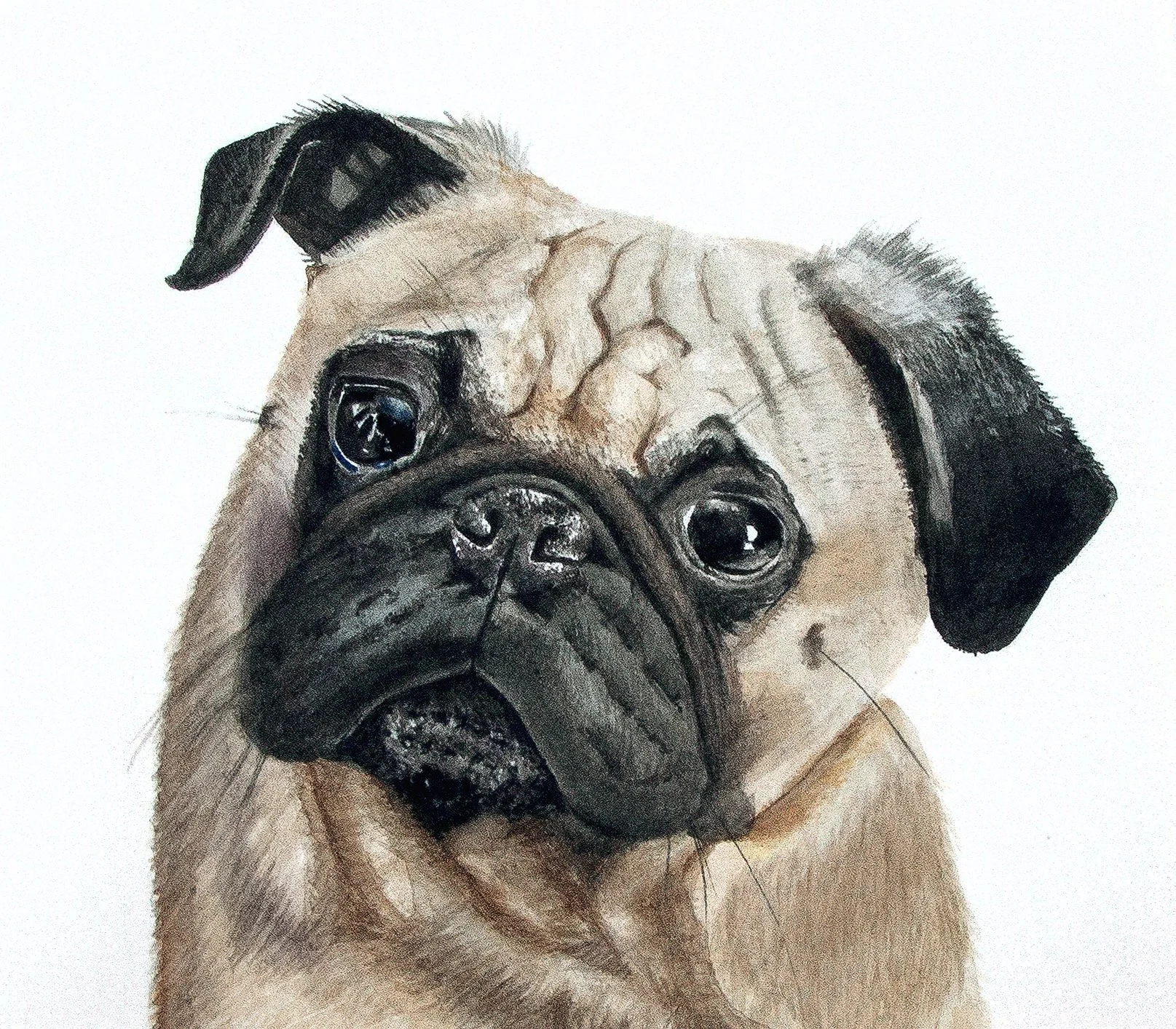 LucythePugFINAL.jpg