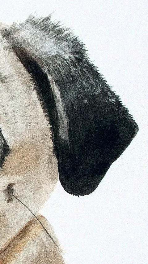 LucythePugFINAL.jpg