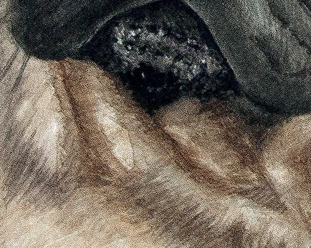 LucythePugFINAL.jpg
