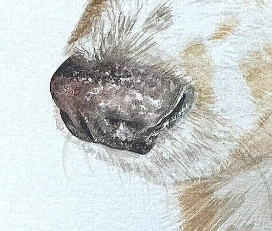 FoxDog.jpg