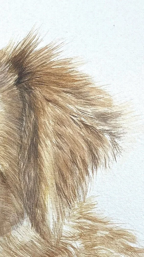FoxDog.jpg