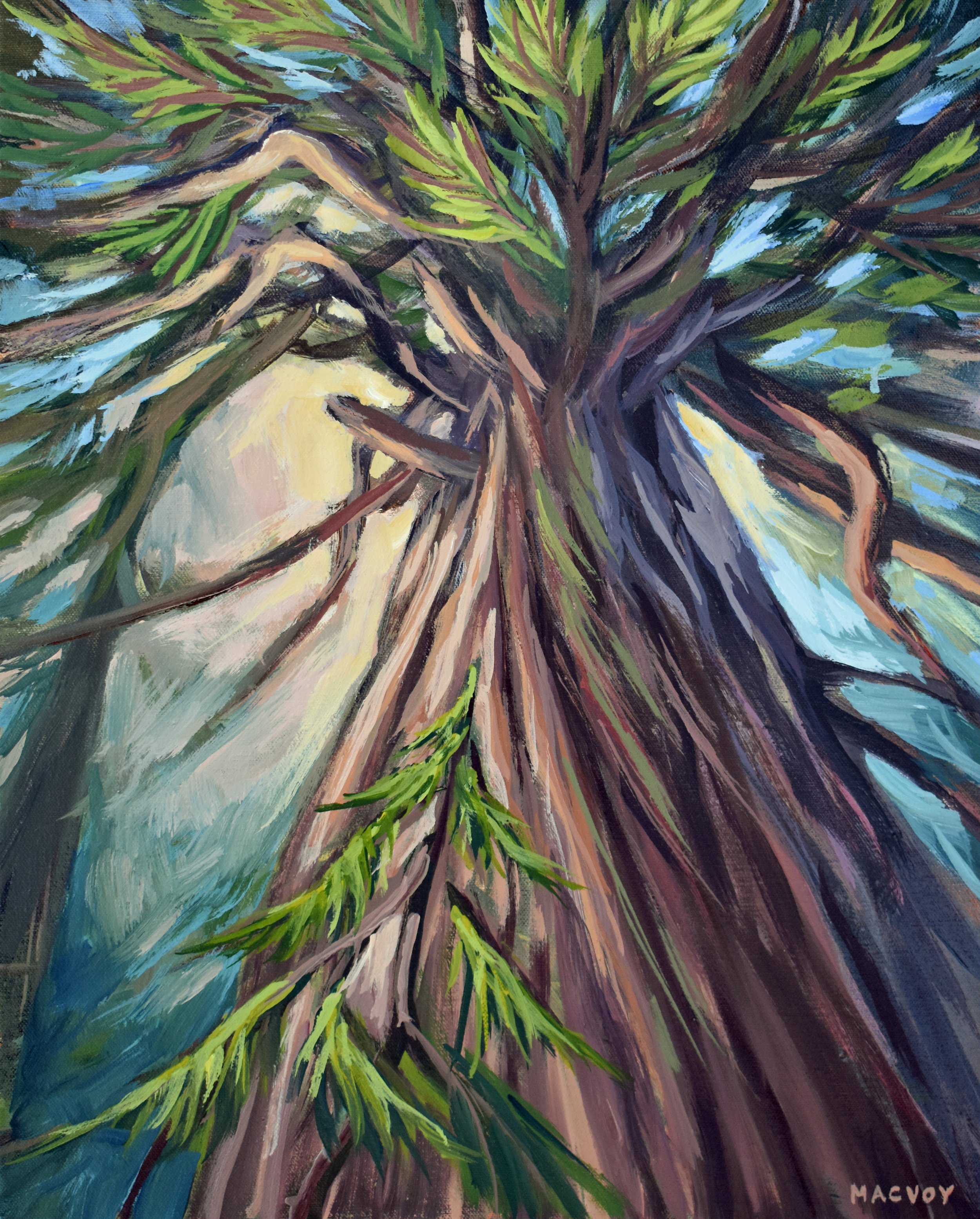 Melanie MacVoy - Nurturing Cedar, 16x20