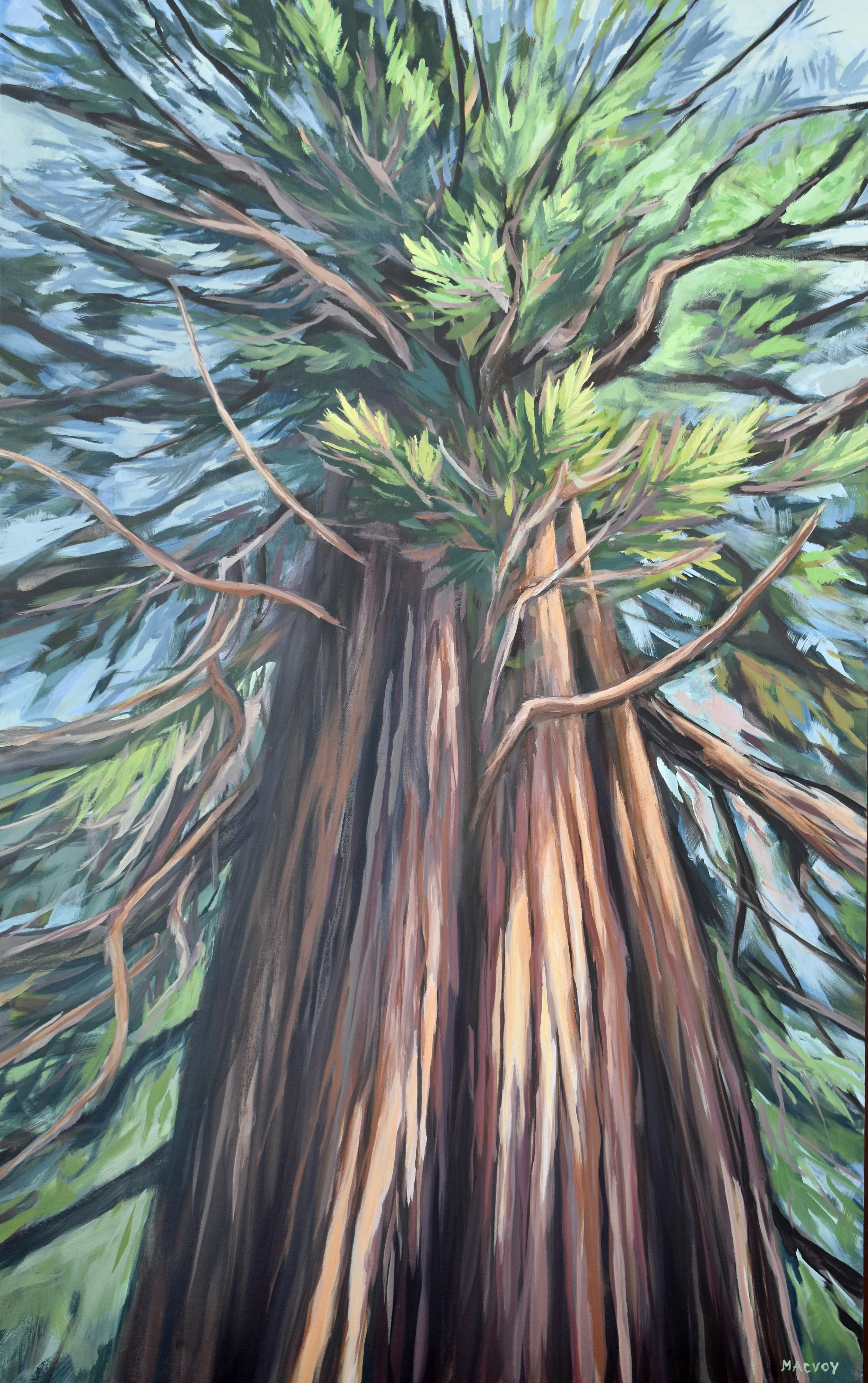 Melanie MacVoy - Columnar Cedar, 30"x 48", $2500 (Alpine Echo Gallery)