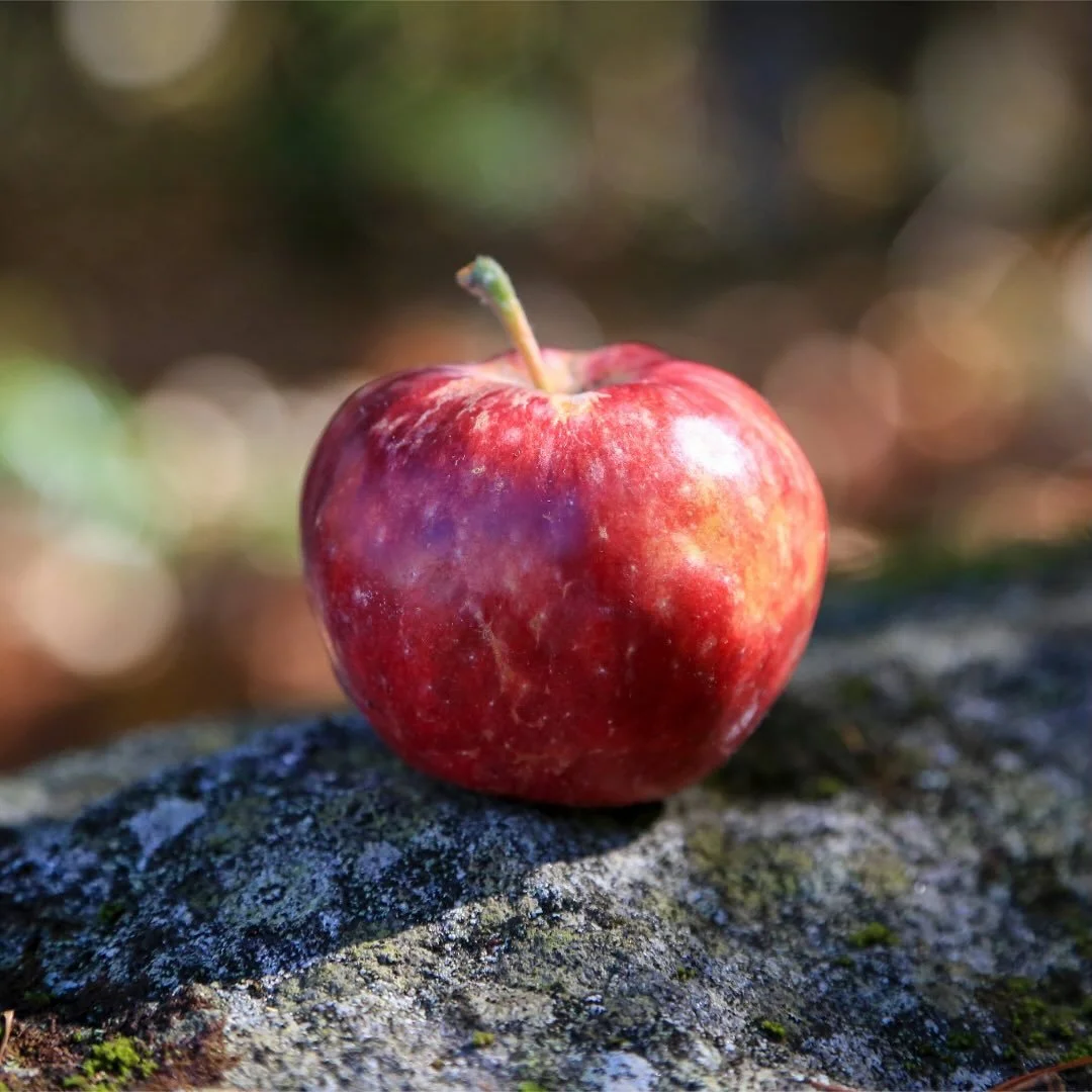 A few of the beauties in last week&rsquo;s batch of rare and heirloom apples from @outonalimbcsa