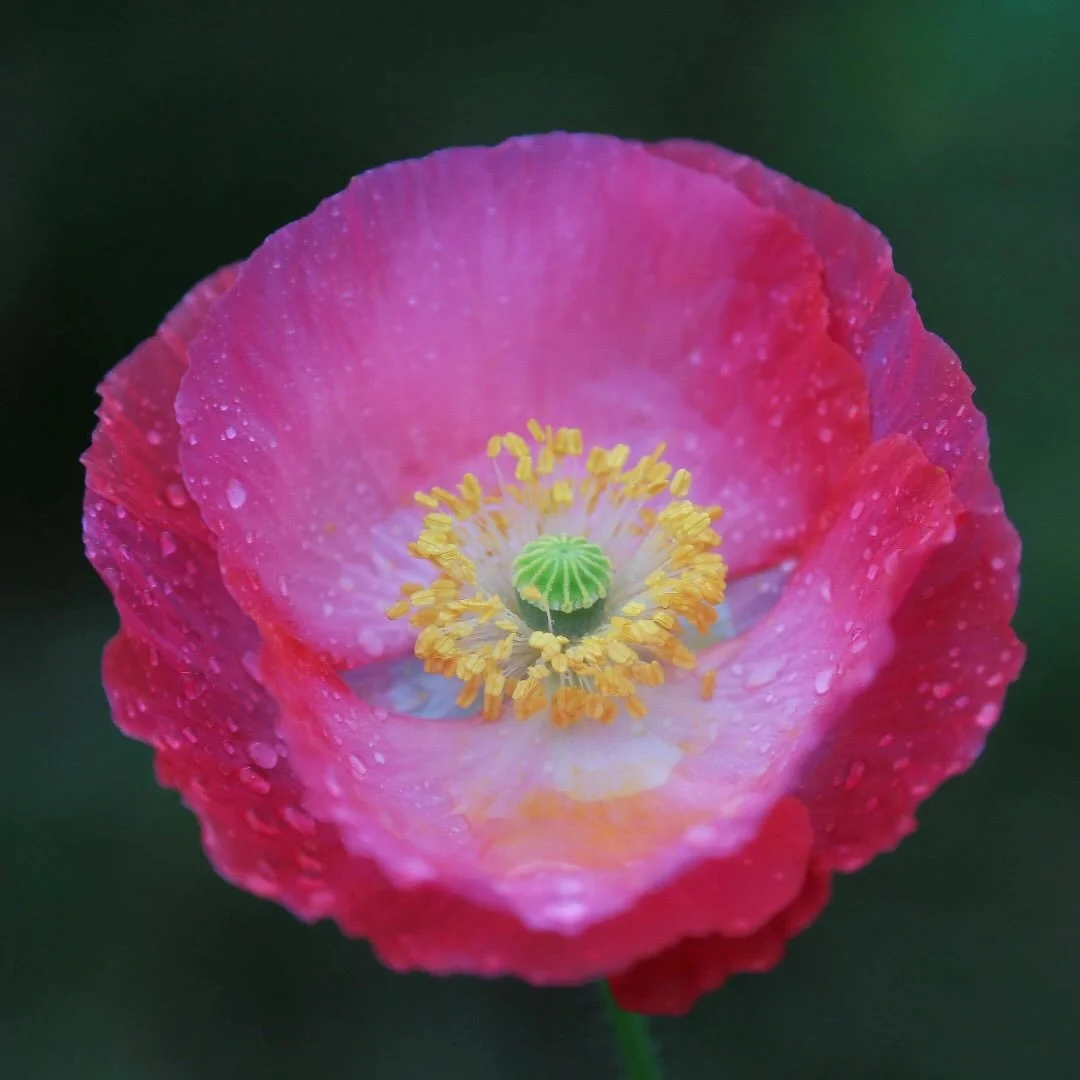 #flowerstagram #mainephotography #mainegardens #poppies