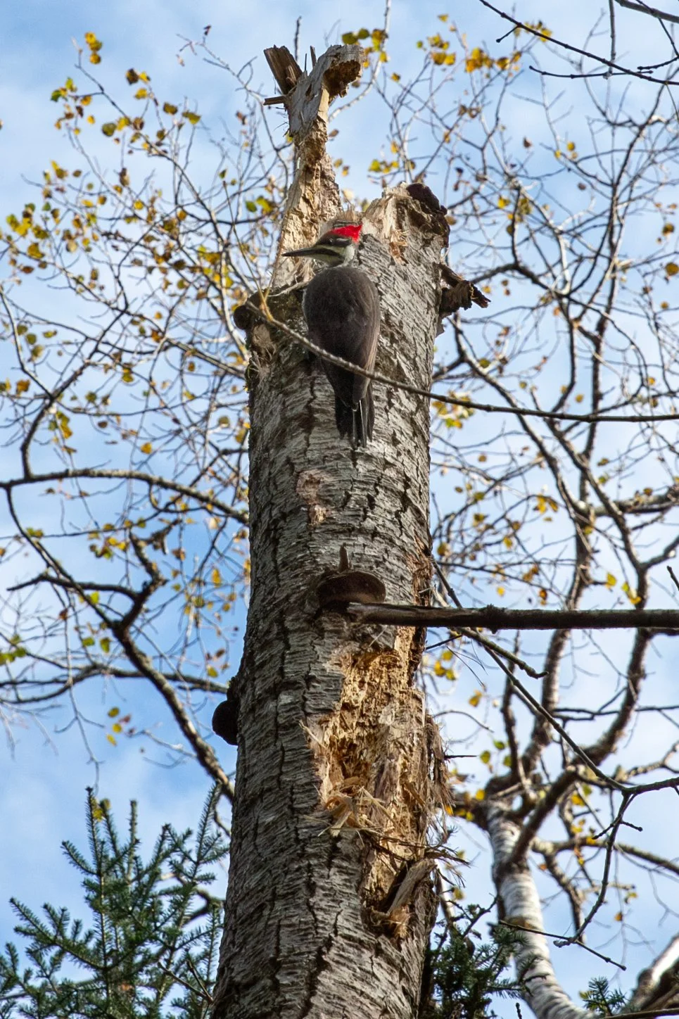 woodpecker-4U5A4067-Enhanced-NR.jpg