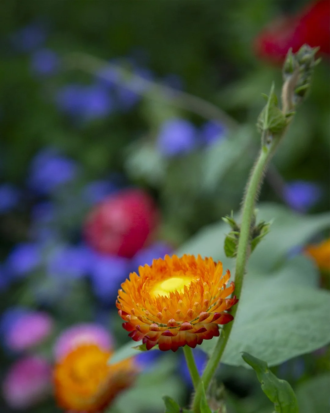 garden-photography1.jpg