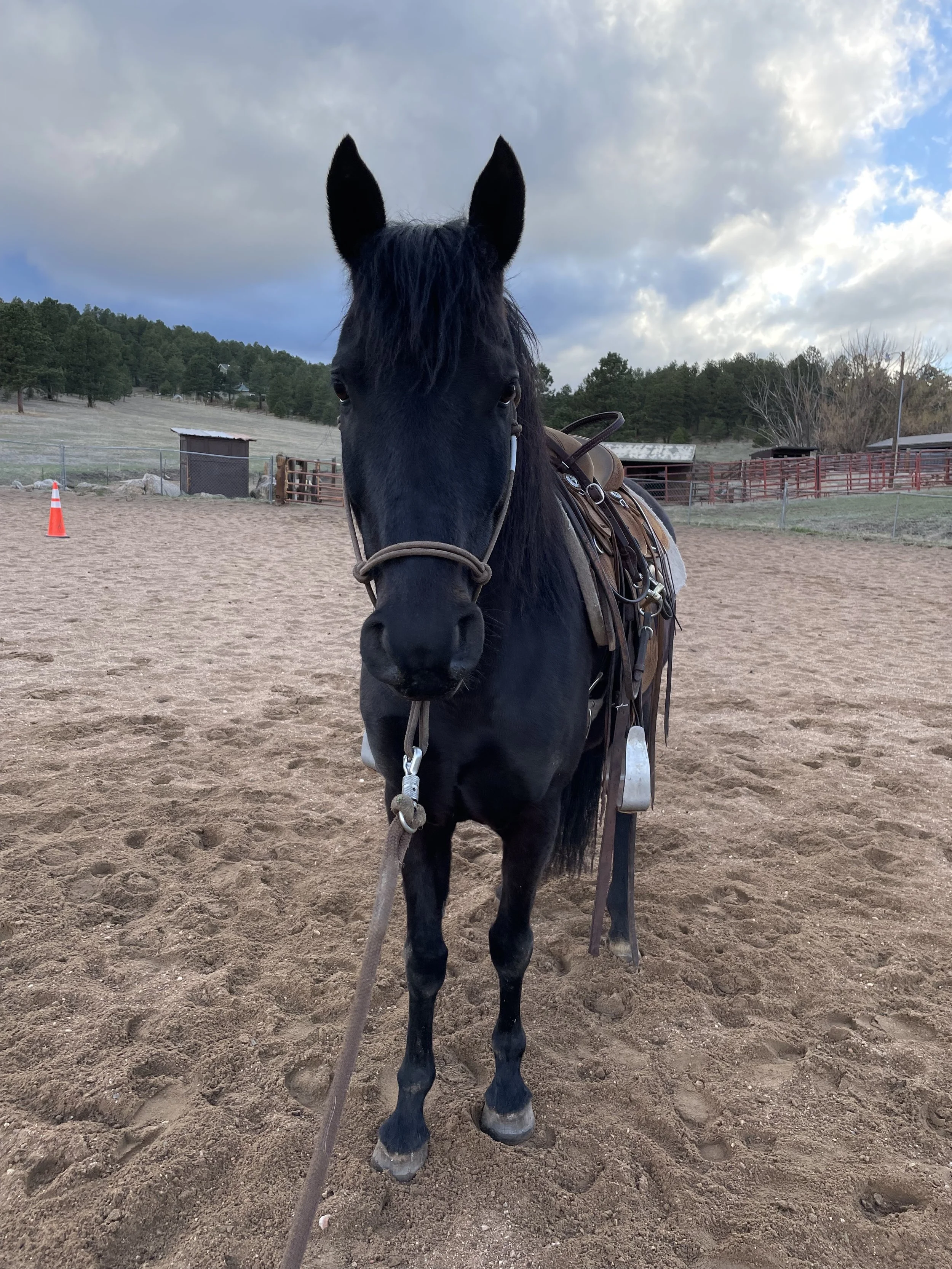 A black horse wearing a halter and a western saddle, standing in an arena in the mountains.