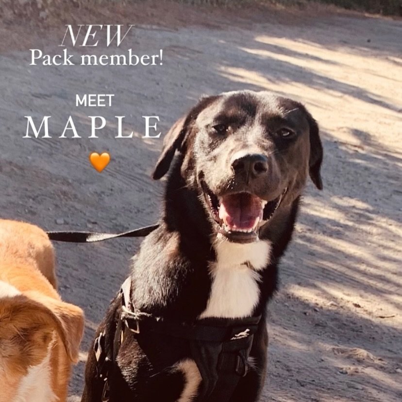 She&rsquo;s such a sweetie! 🧡🐾

Welcome to the Minnie &amp; Co. Family, MAPLE! 🐾