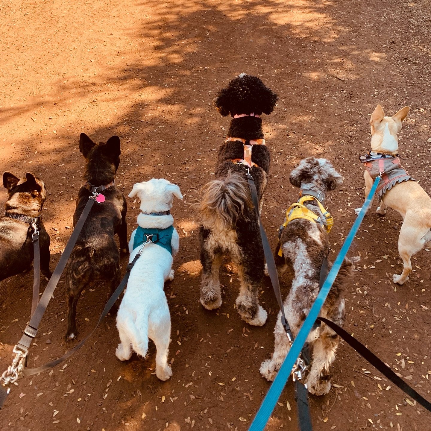 Cuties 🐾🧡

Join the Minnie &amp; Co. pack today! 🐾🧡
MinnieCo.com

#sf #sfdogs #dogsofinstagram #dogs #sanfrancisco #dogwalking #ilovemydog #sunsetsf #ggpark #dogwalkers #petcare #petservices #doglovers #doglife #petsitter #happypaws #dogadventure