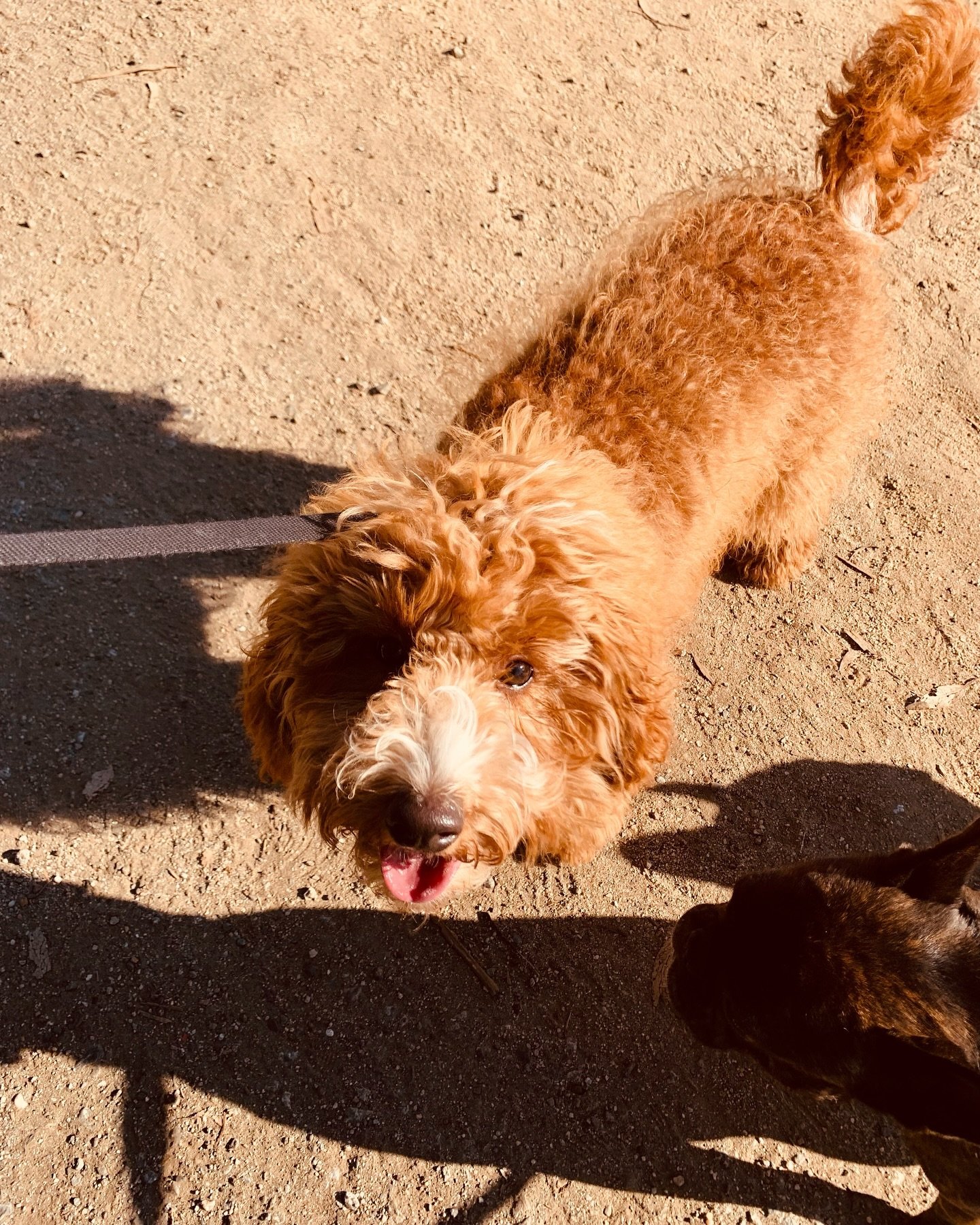 New Pack Member! 🧡
Meet WallE 🐾

He&rsquo;s such a sweetie! He loves all his new furry friends and is such a happy boy! 🧡🐾