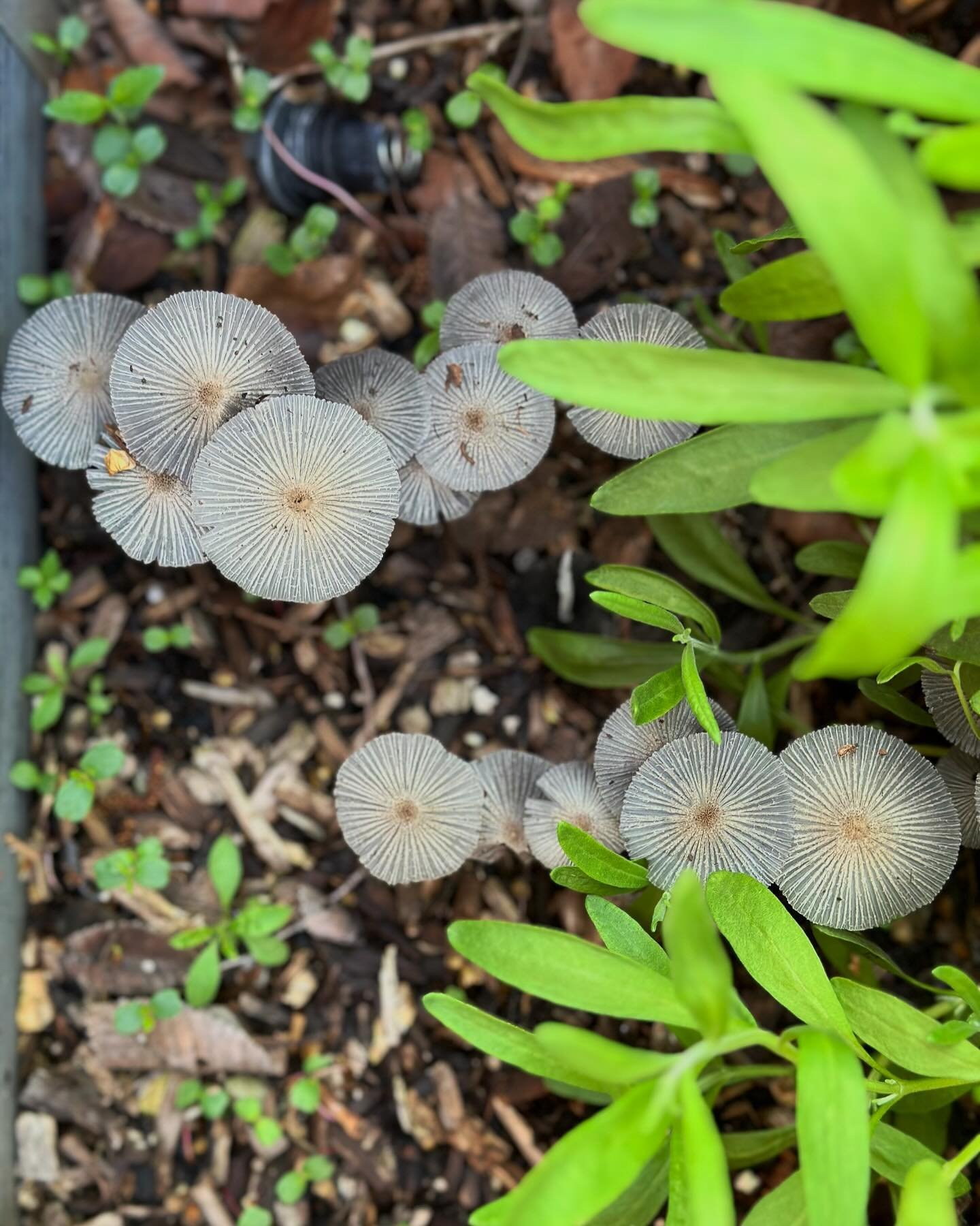 Spending this moody Monday morning in the mushroom patch of our healing gardens. It seems even the fungi understand the power of persistence, community &amp; rooting where we are planted. 🍄&zwj;🟫🌿✨