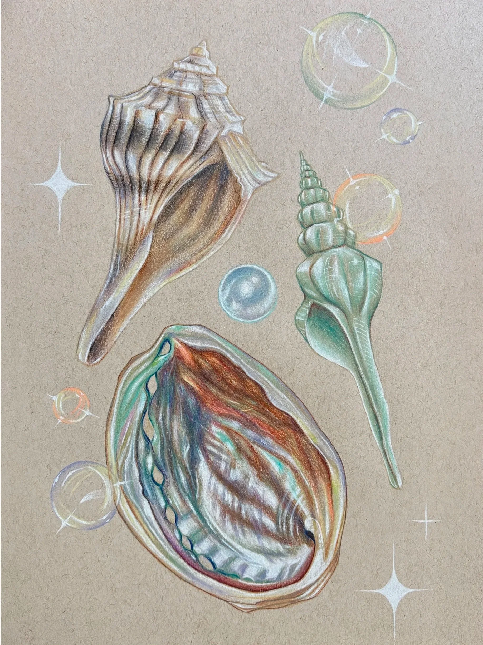 Shell Study, colored pencil on paper, 9x12