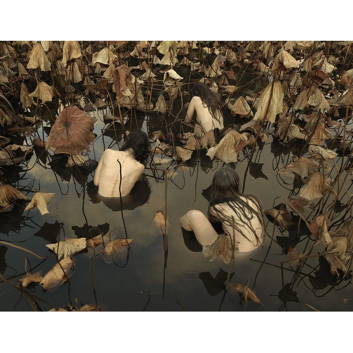 Sacred Lotus (Nelumbo nucifera) in Autumn.jpg