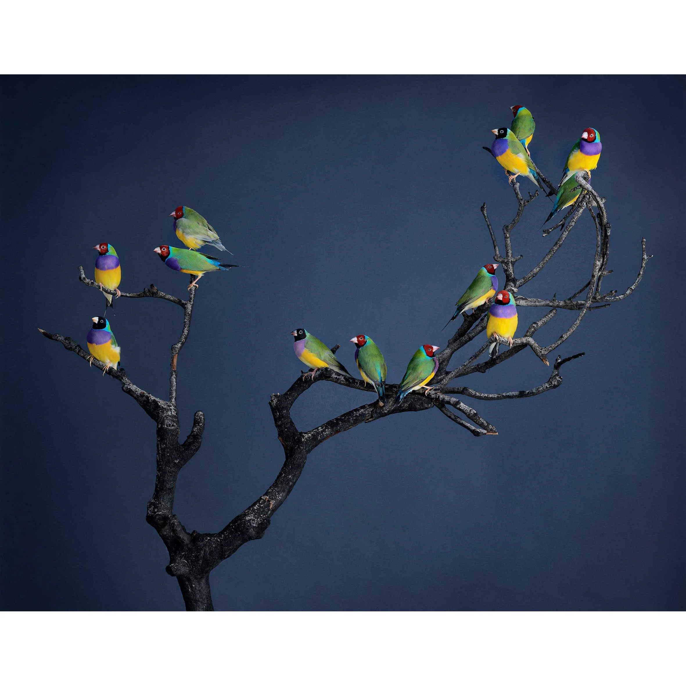 Leila Jeffreys - Burnt Branch 2.jpg