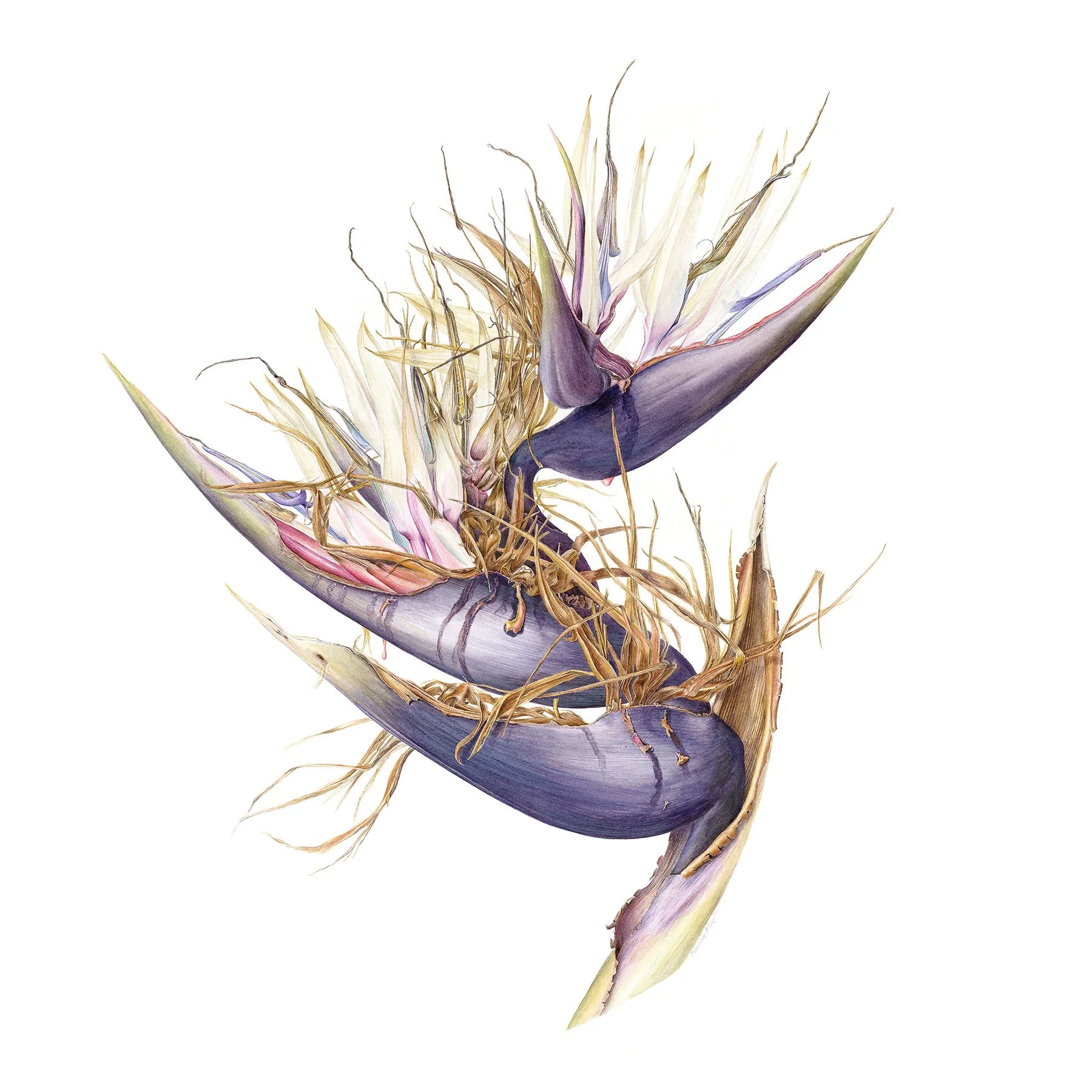 Strelitzia nicolai d_e print ready.jpg