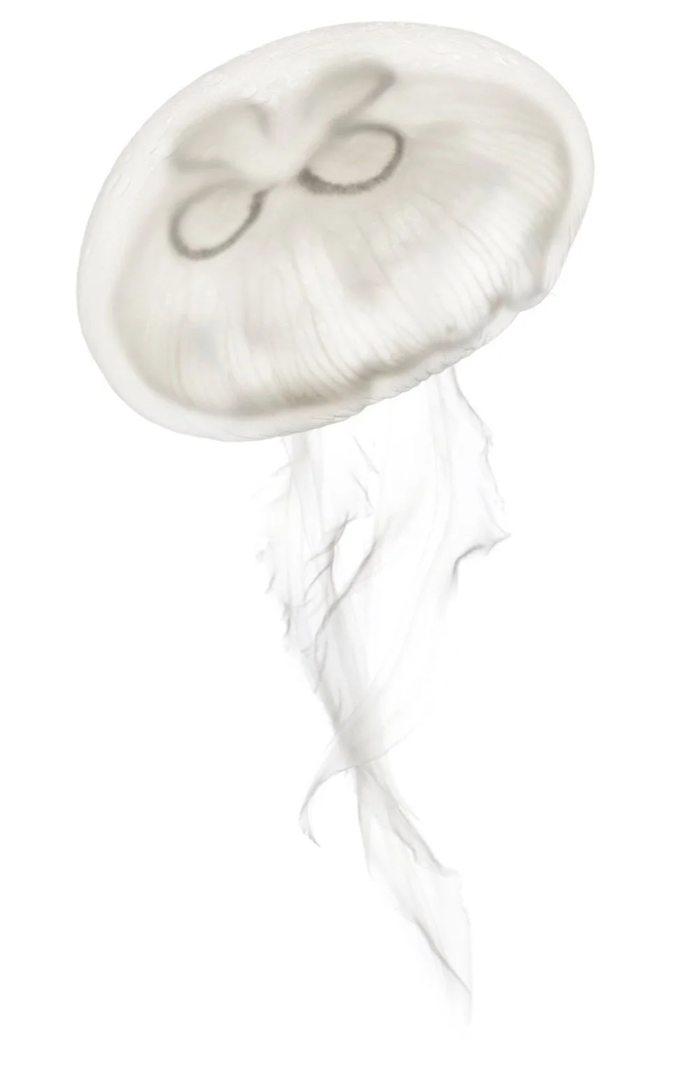 Moon jellyfish symbolizing trust-based Indigenous conservation and long-term stewardship of land, sea, and community health