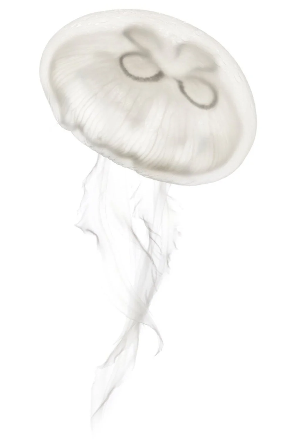 Moonjelly symbolizing restoration and rejuvenation in the ocean