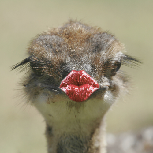 KissNFakeUp