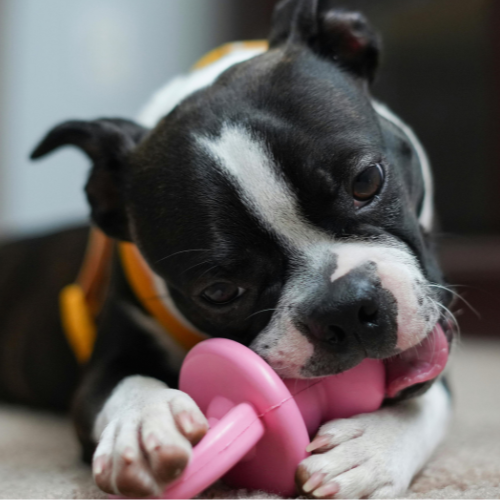 PuppyLuv