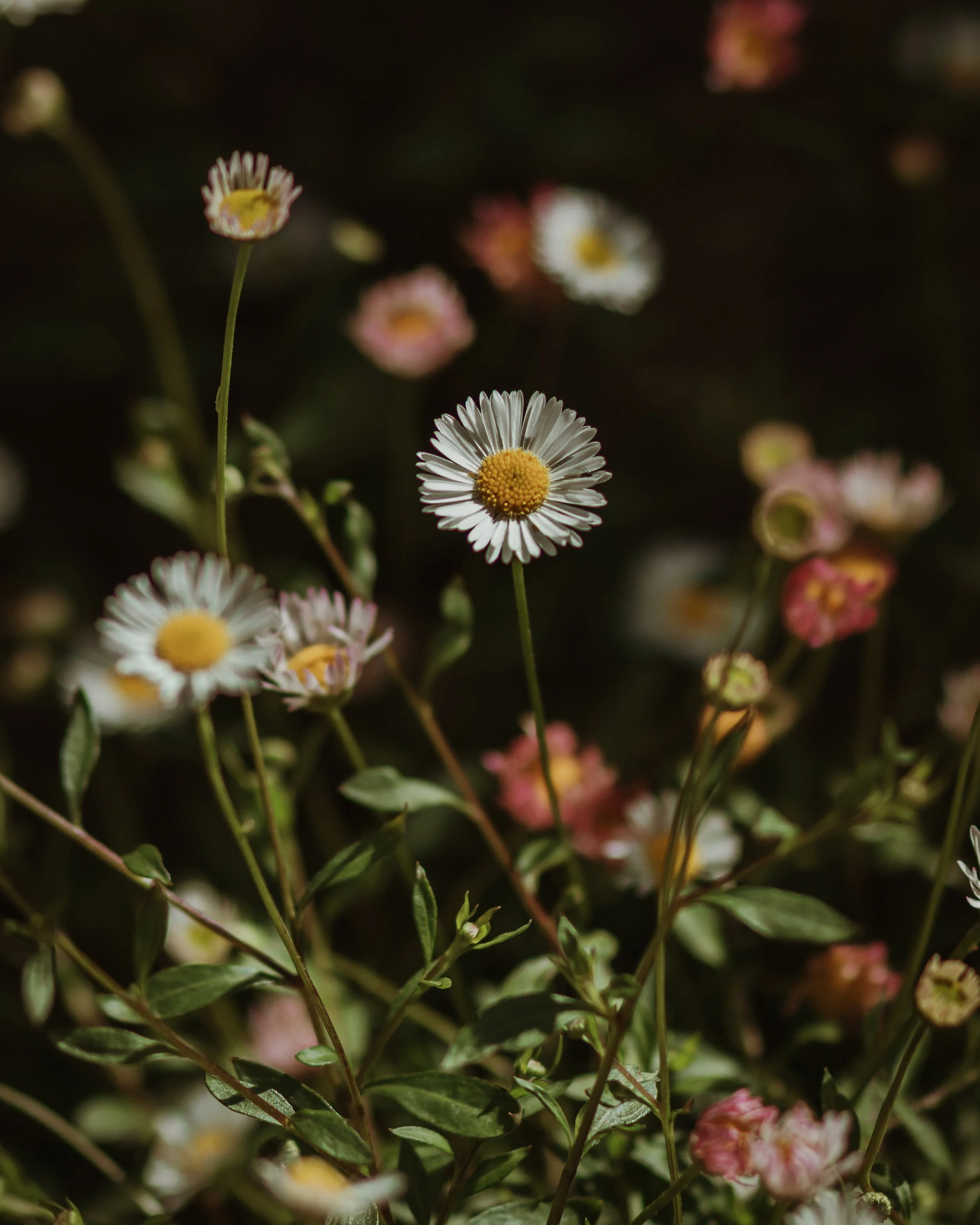 Colour photograph of daisies