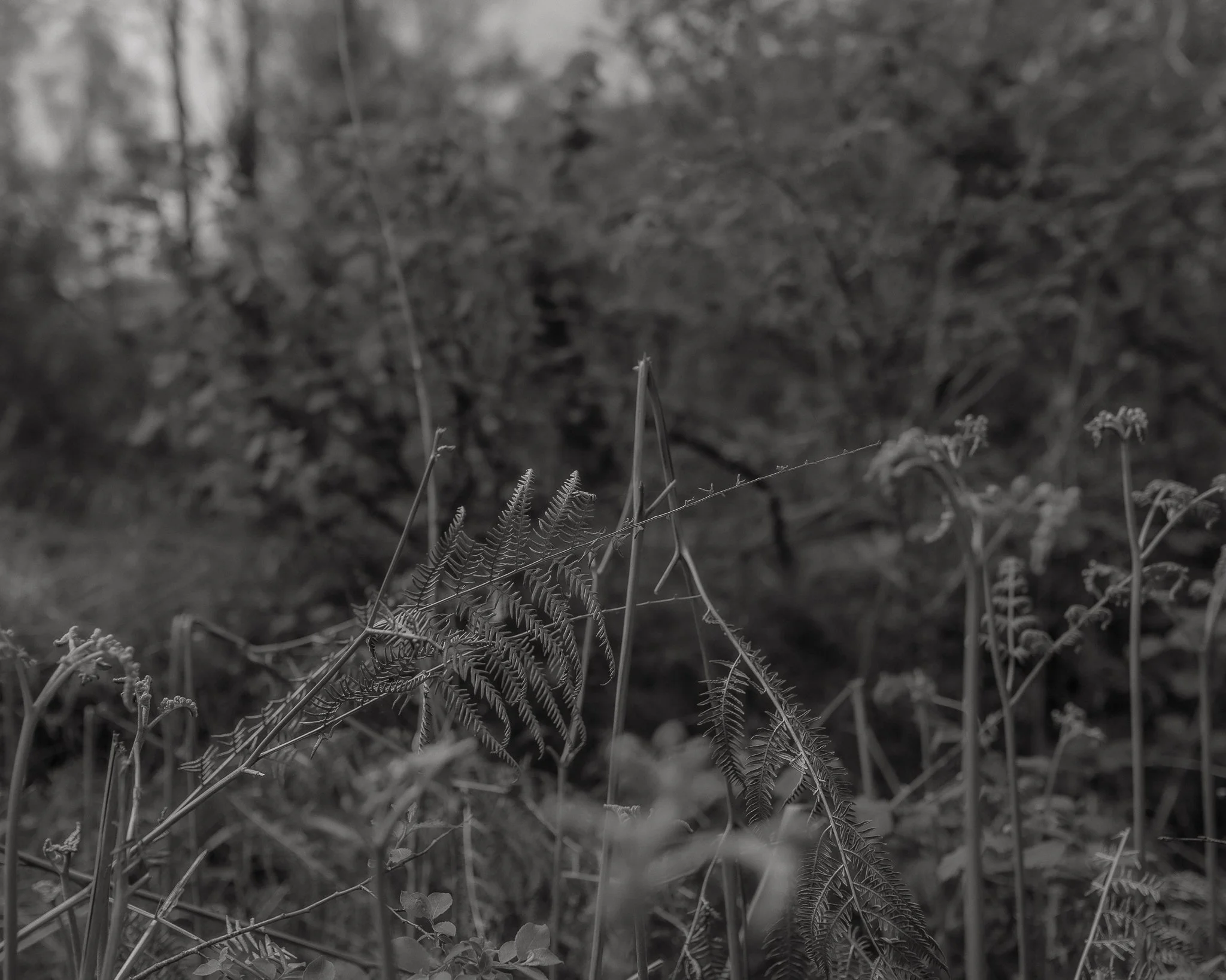 Morganna Monk Photography-PorterFamily-17.jpg