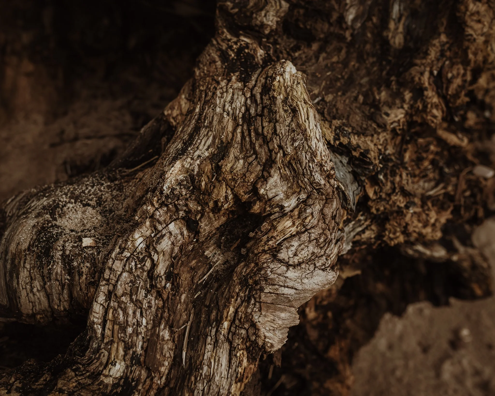 Morganna Monk Photography-Rebecca, Ayla & Finn-1.jpg