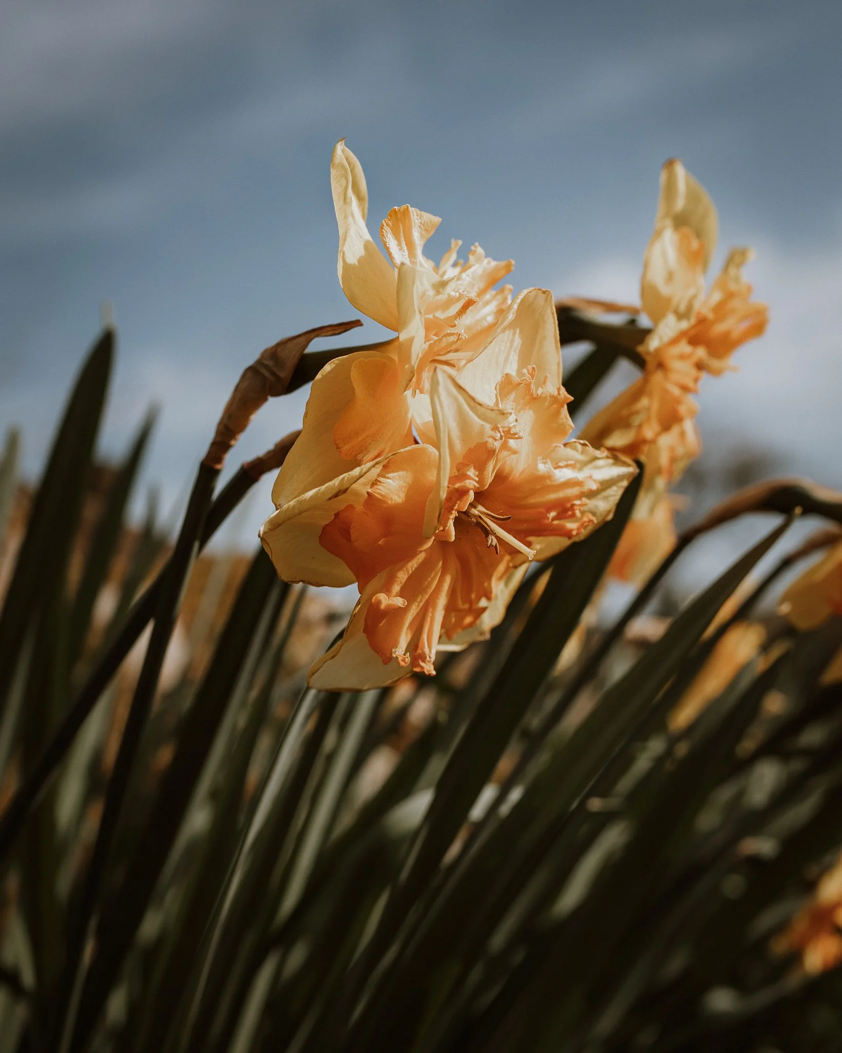 Morganna Monk Photography-DurdyFamily-78.jpg