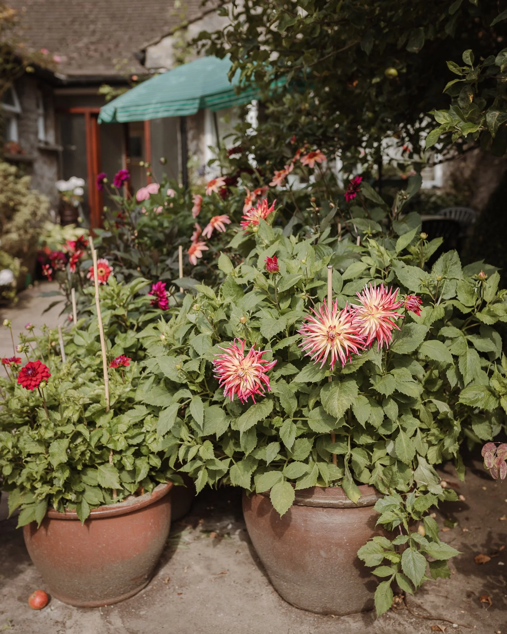 Morganna Monk Photography-HaslamWeddingRenewal-25.jpg