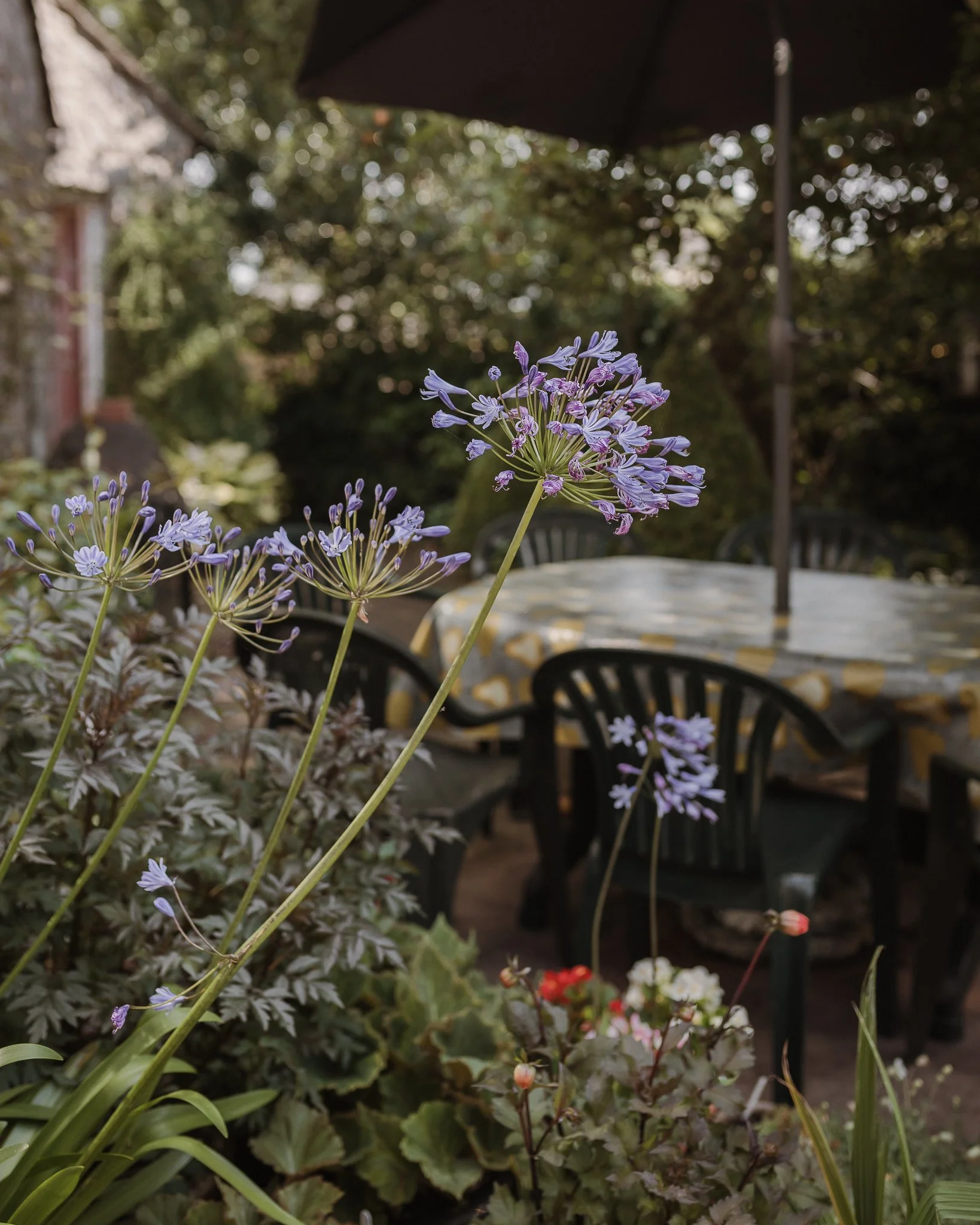 Morganna Monk Photography-HaslamWeddingRenewal-38.jpg