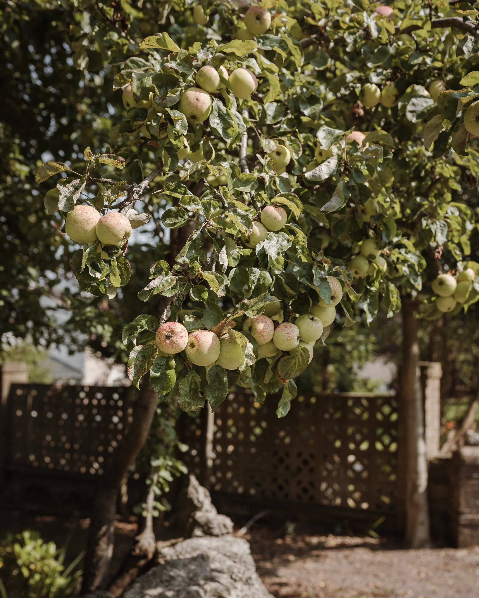 Morganna Monk Photography-HaslamWeddingRenewal-41.jpg