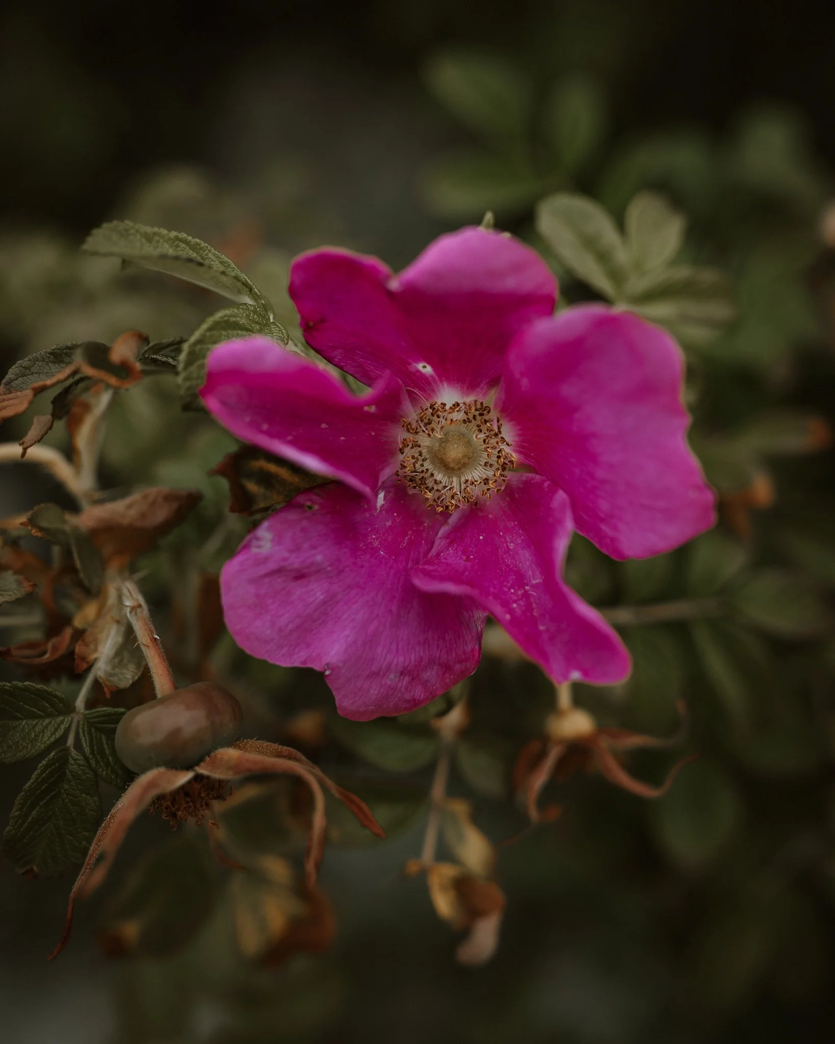 Morganna Monk Photography-BernardisFamily-3.jpg