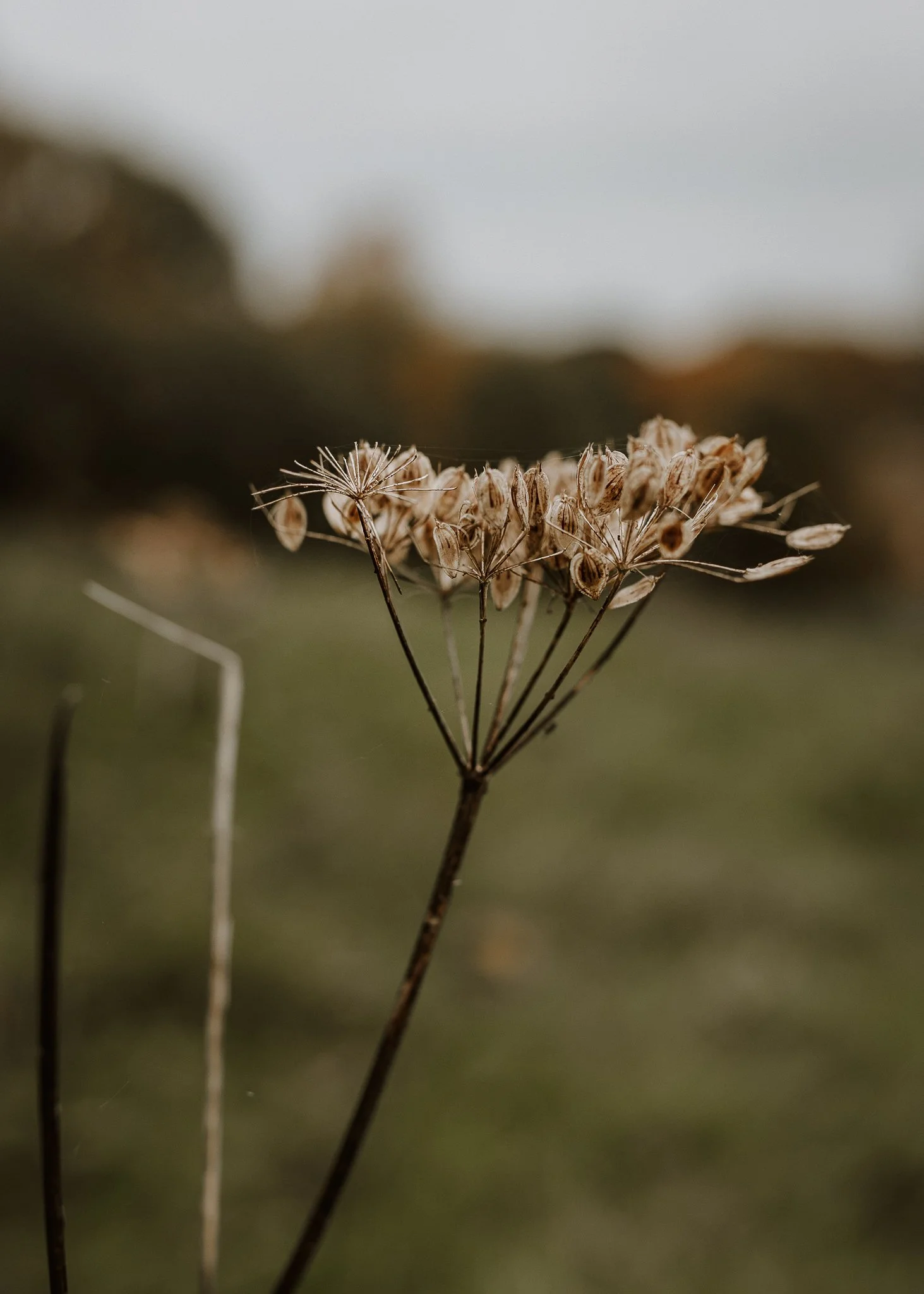 Morganna Monk Photography-BadalFamily#1.jpg