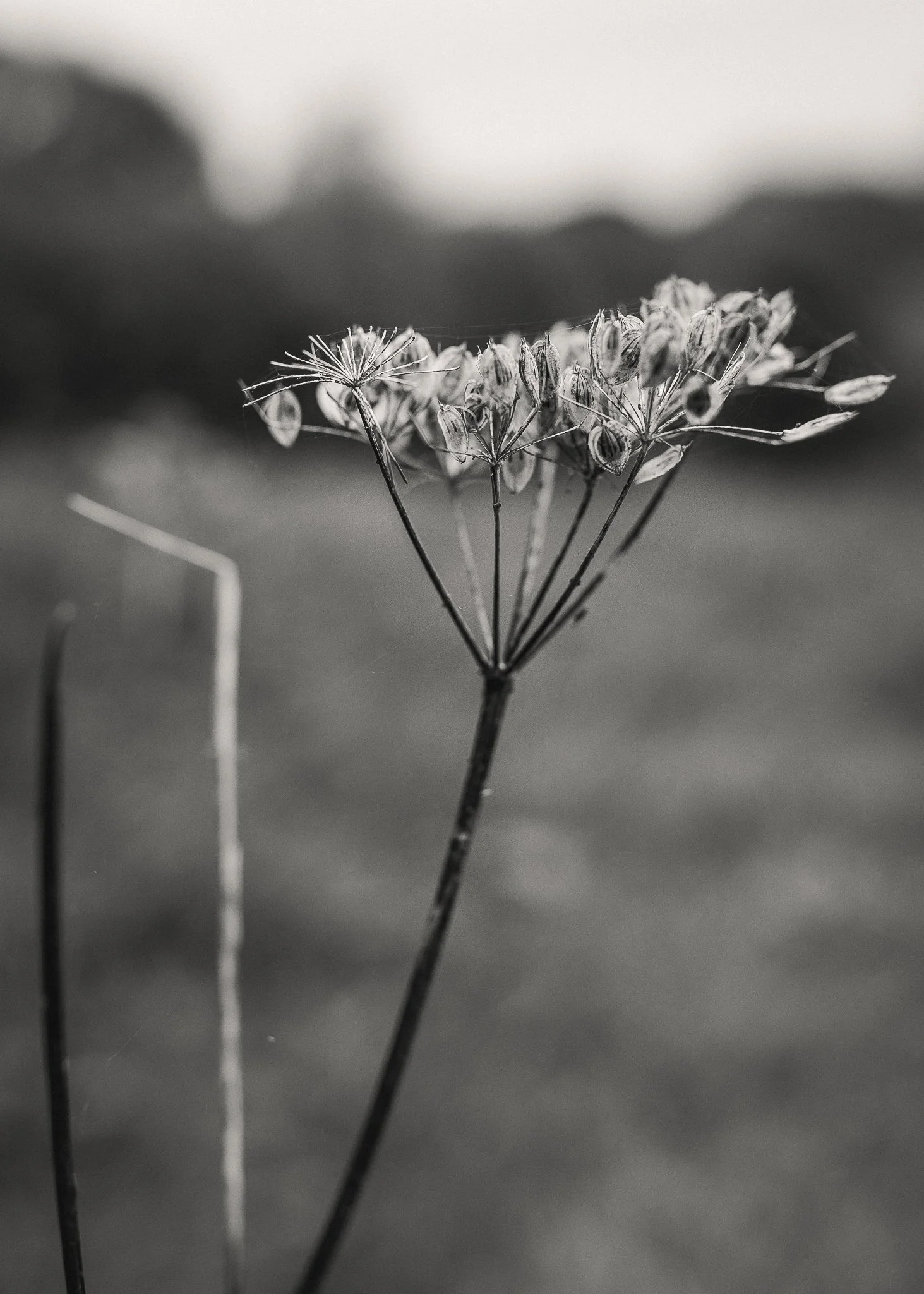 Morganna Monk Photography-BadalFamily#2.jpg