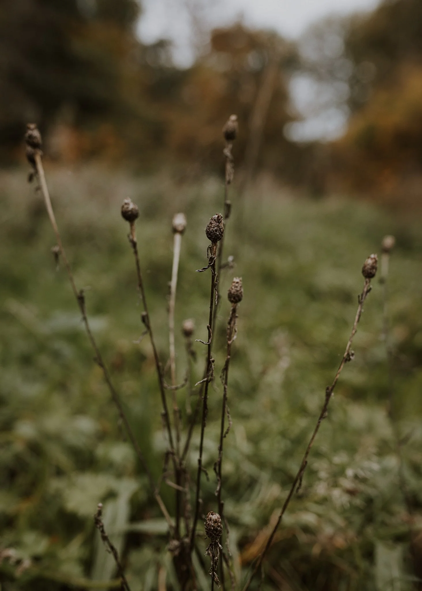 Morganna Monk Photography-BadalFamily#3.jpg