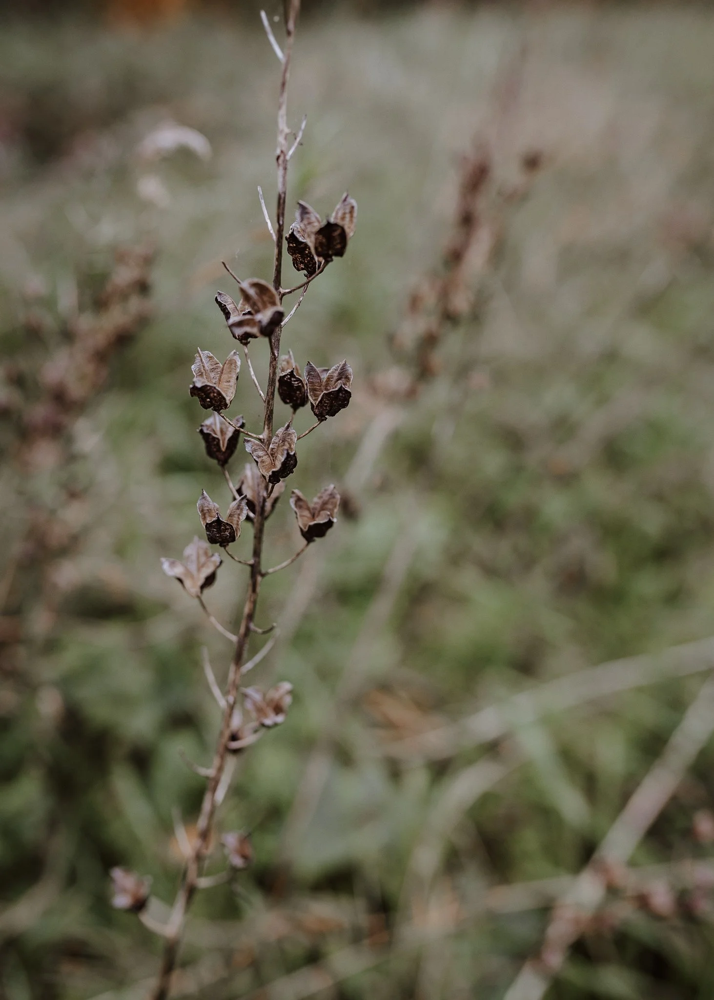 Morganna Monk Photography-BadalFamily#4.jpg