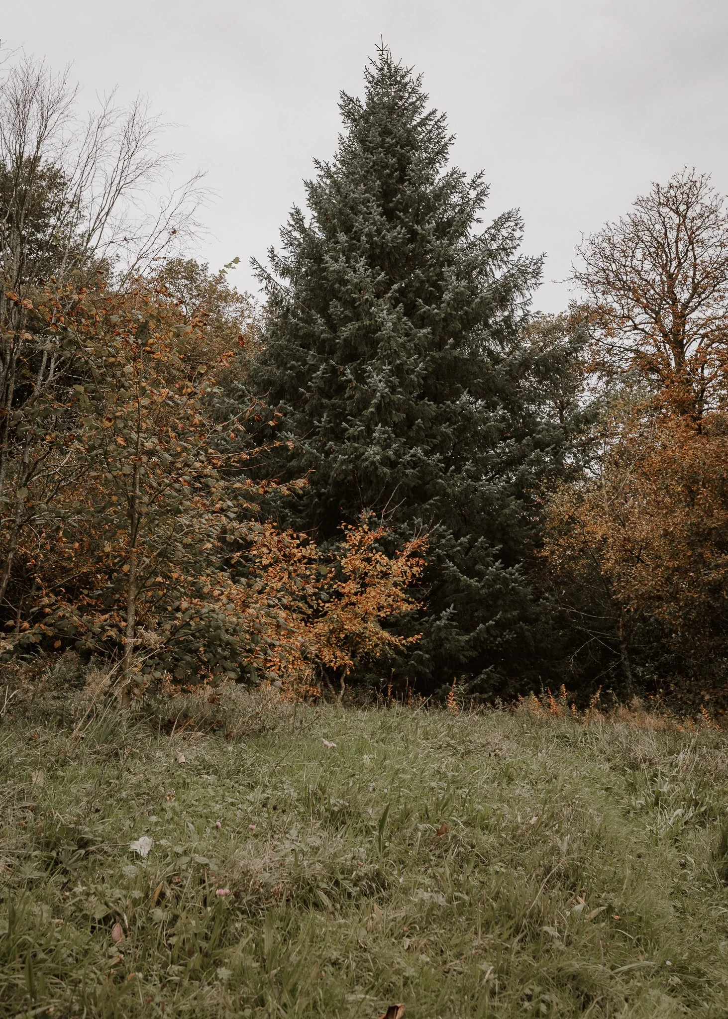 Morganna Monk Photography-BadalFamily#6.jpg