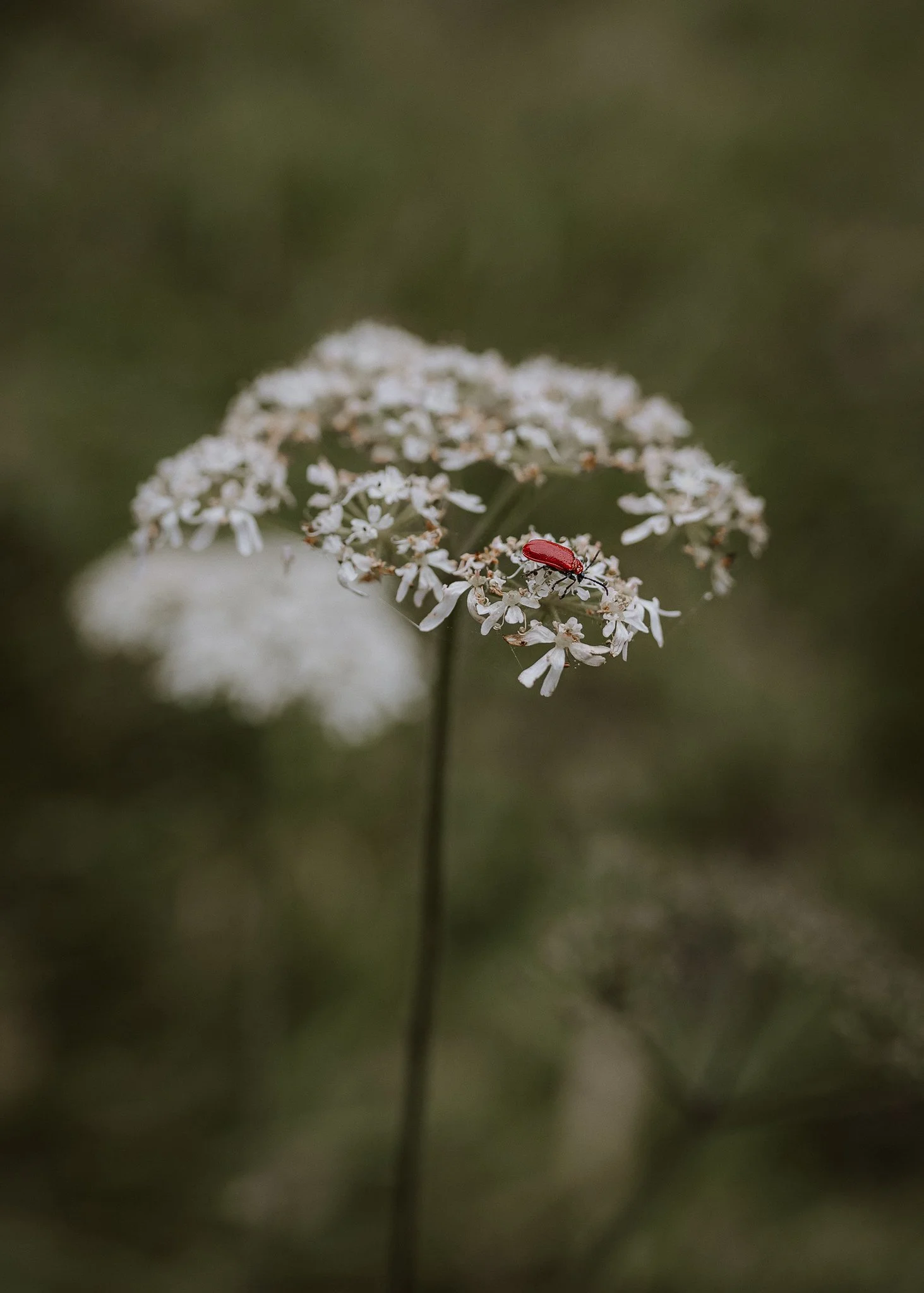Morganna Monk Photography-BurbidgeFamily-1.jpg