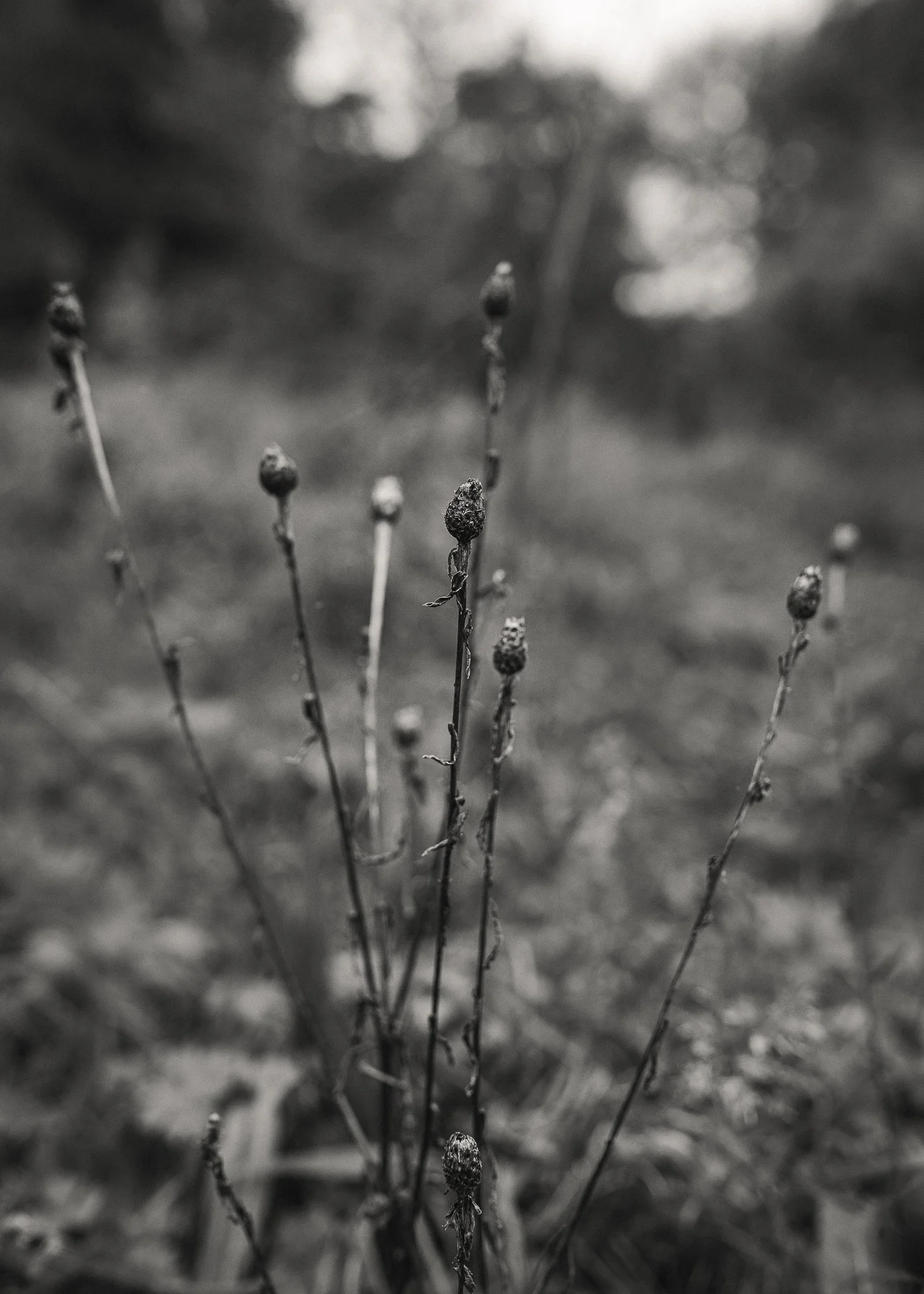 Morganna Monk Photography-BurbidgeFamily-11.jpg