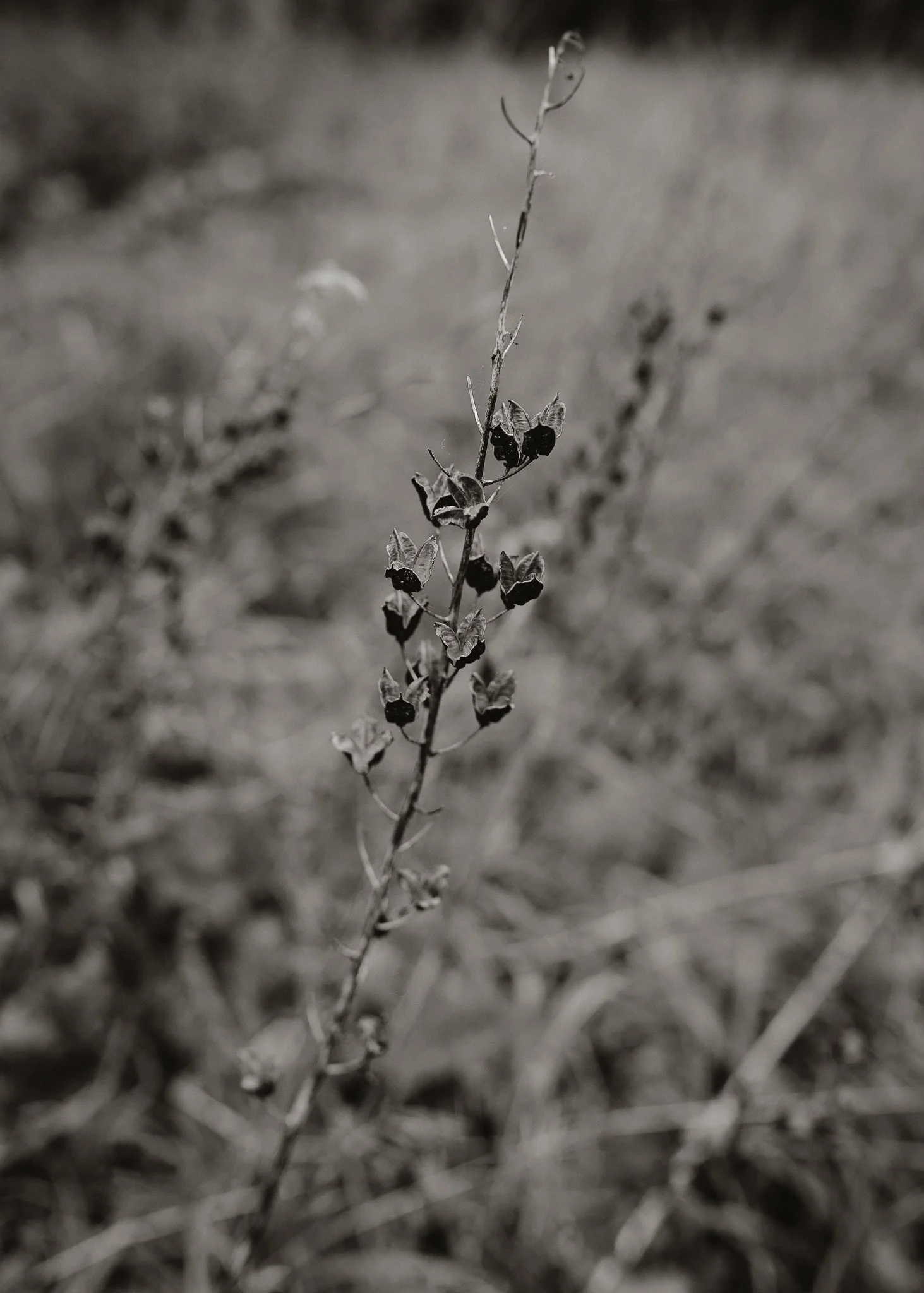 Morganna Monk Photography-BurbidgeFamily-31.jpg