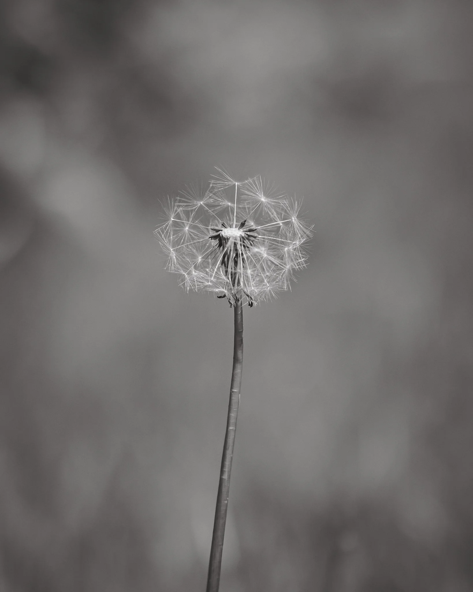 Black & White photograph of a Dandelion