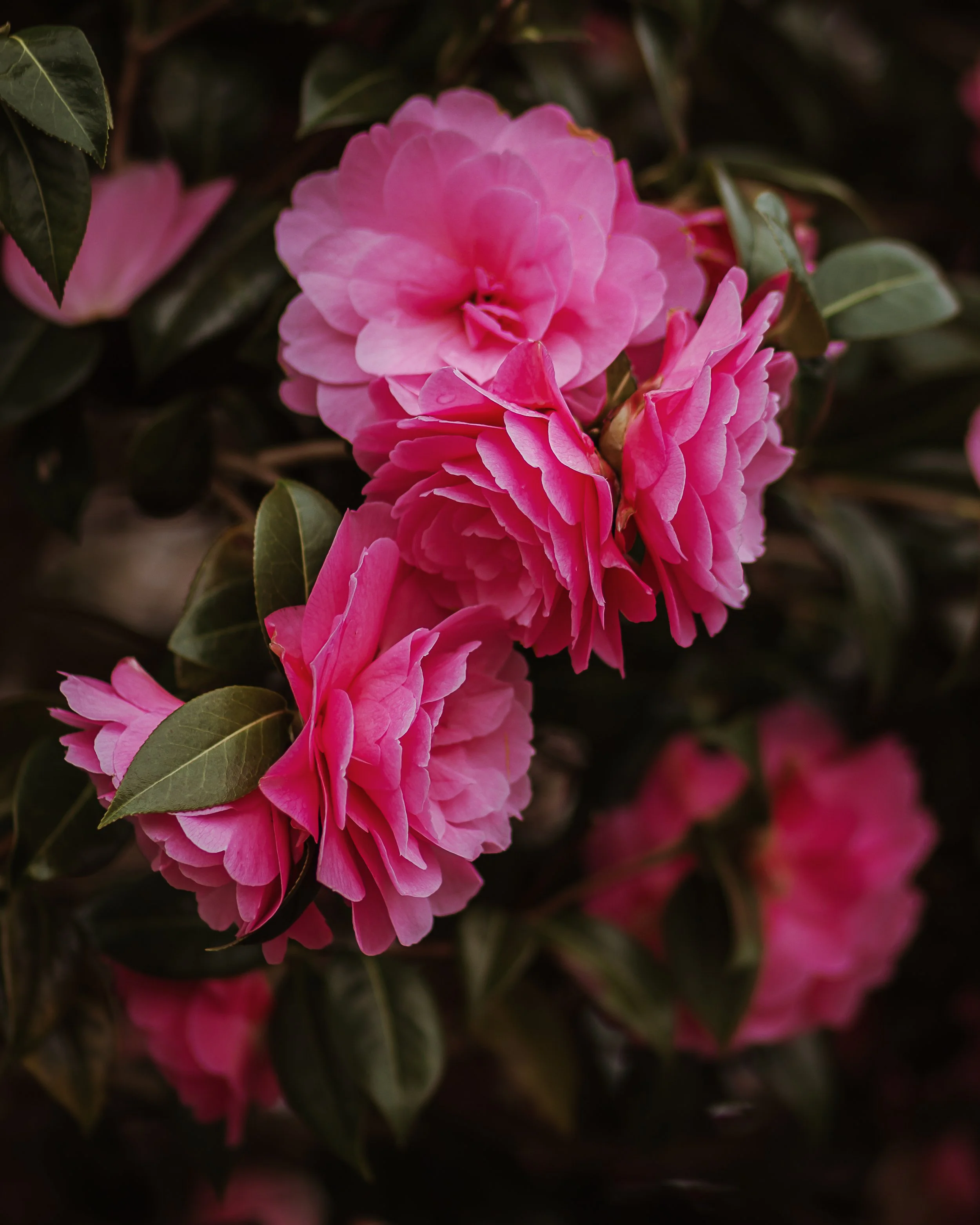Colour photograph of a Camelia