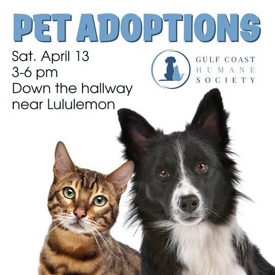 Pet Adoptions at La Palmera tomorrow! Our friends from the @gulfcoasthumanesocietycc are bringing their precious animals in need of a furever home. Come see if one of them claims you as theirs! 💕🐶 They will be located between Lululemon and Oakley o