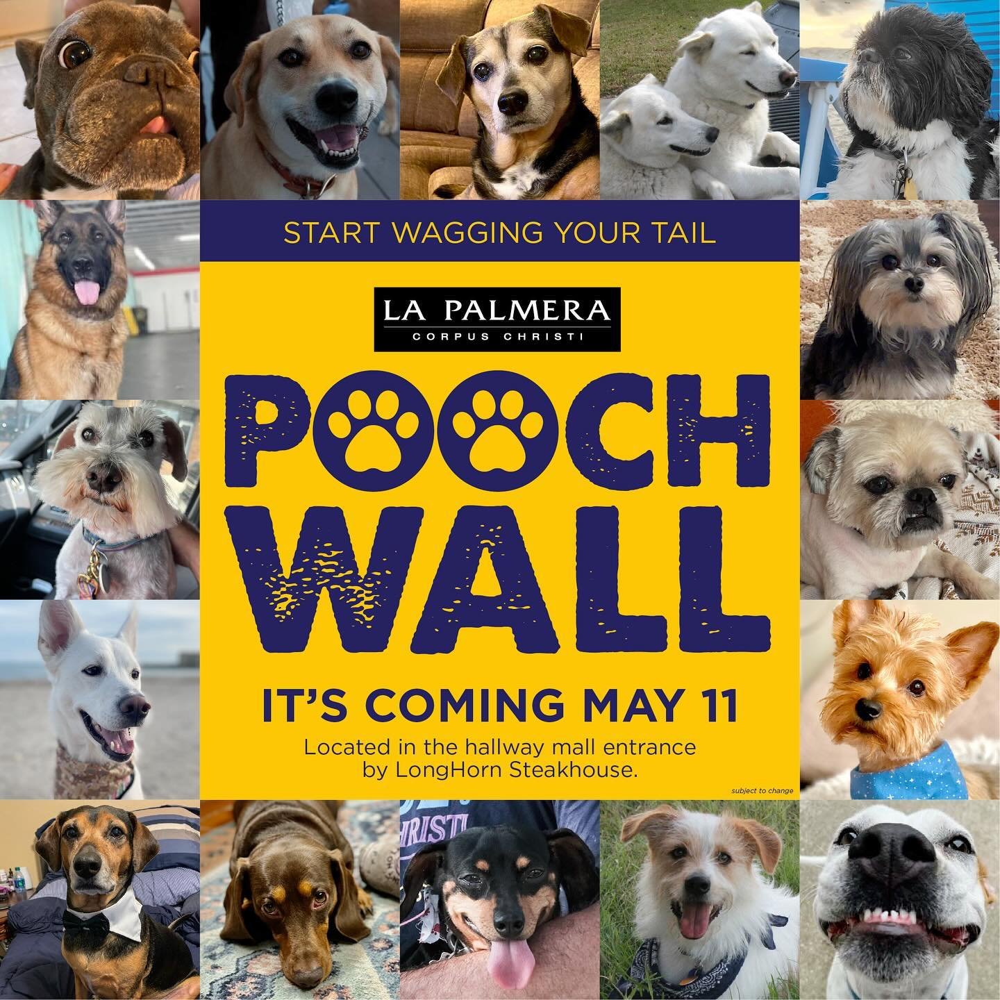 La Palmera&rsquo;s Pooch Wall is coming May 11th! With over 500 submissions, we need the pawfect wall to showcase all your pups. The wall will be located down the hallway of the LongHorn Steakhouse mall entrance. Stay tuned for details! #poochwall #a