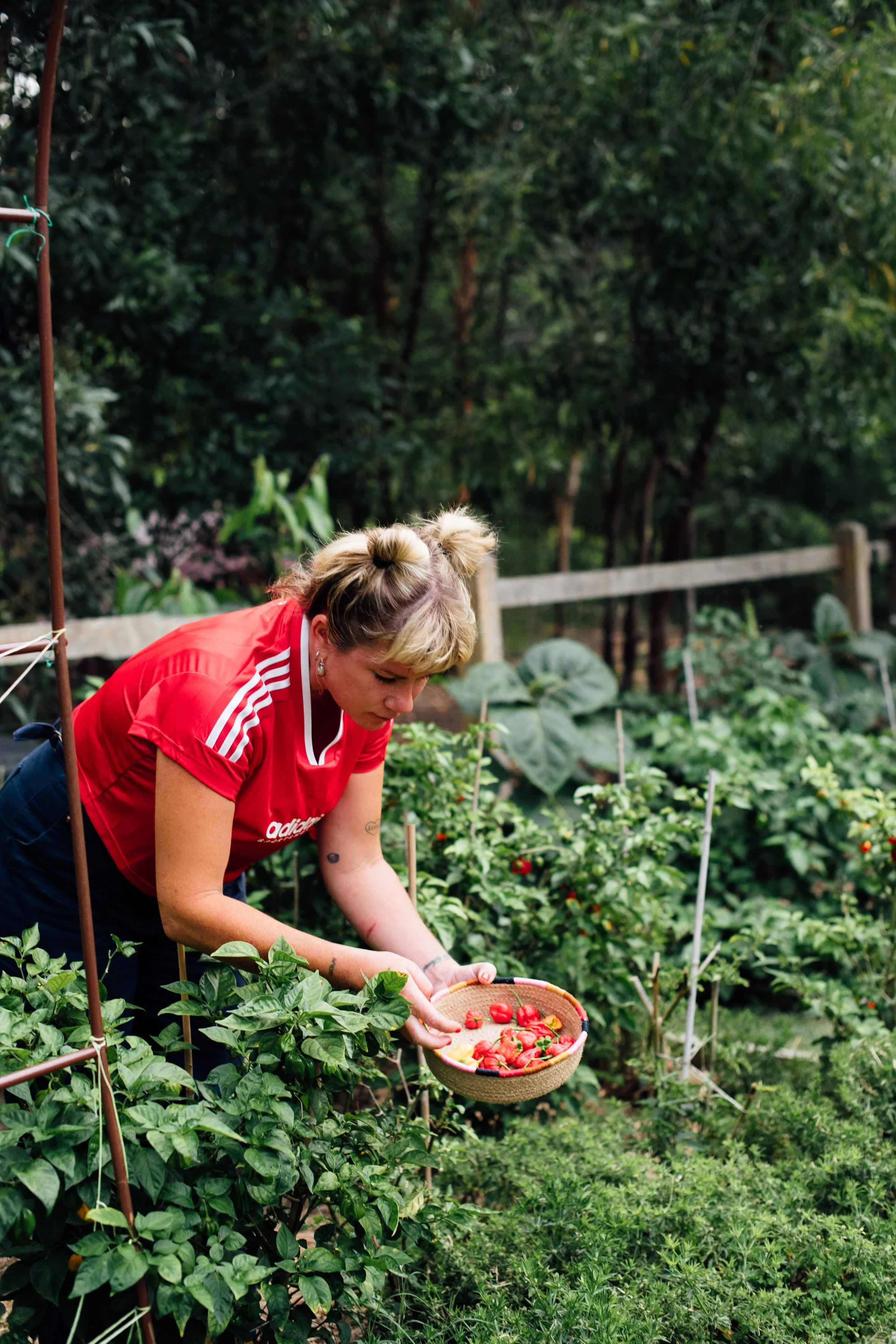 Growing Chillies: my top tips for a bumper crop