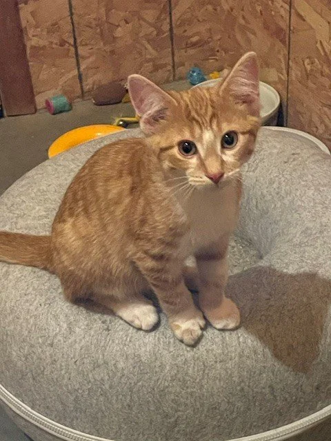 Ringo