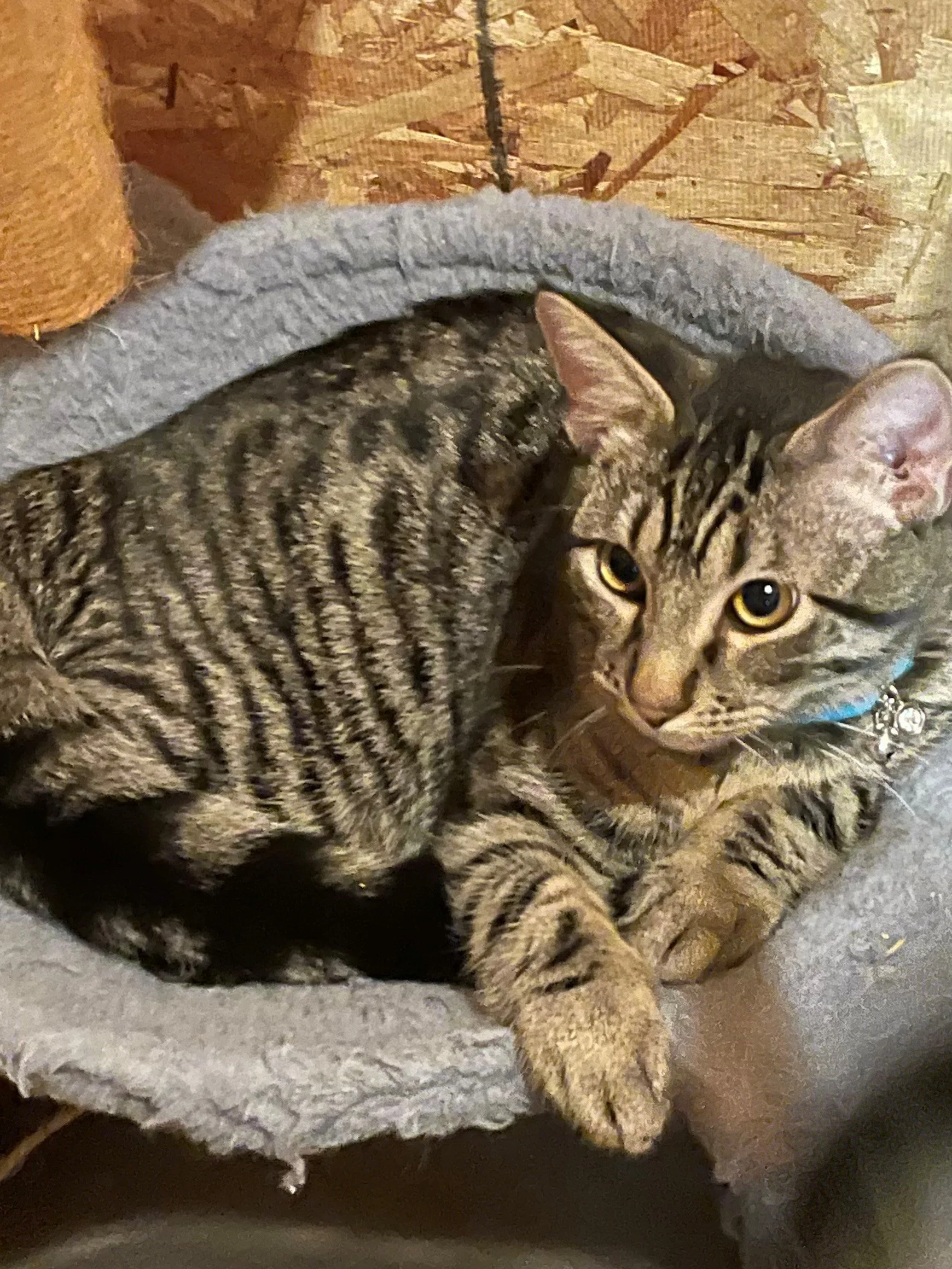 Max