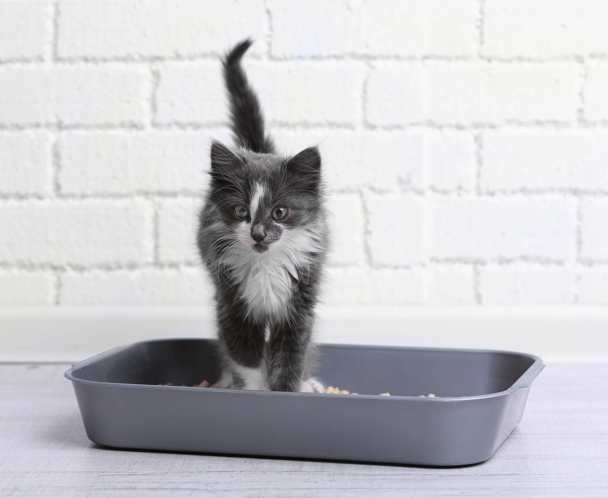 How to Retrain a Cat to use the Litter Box in Four Days