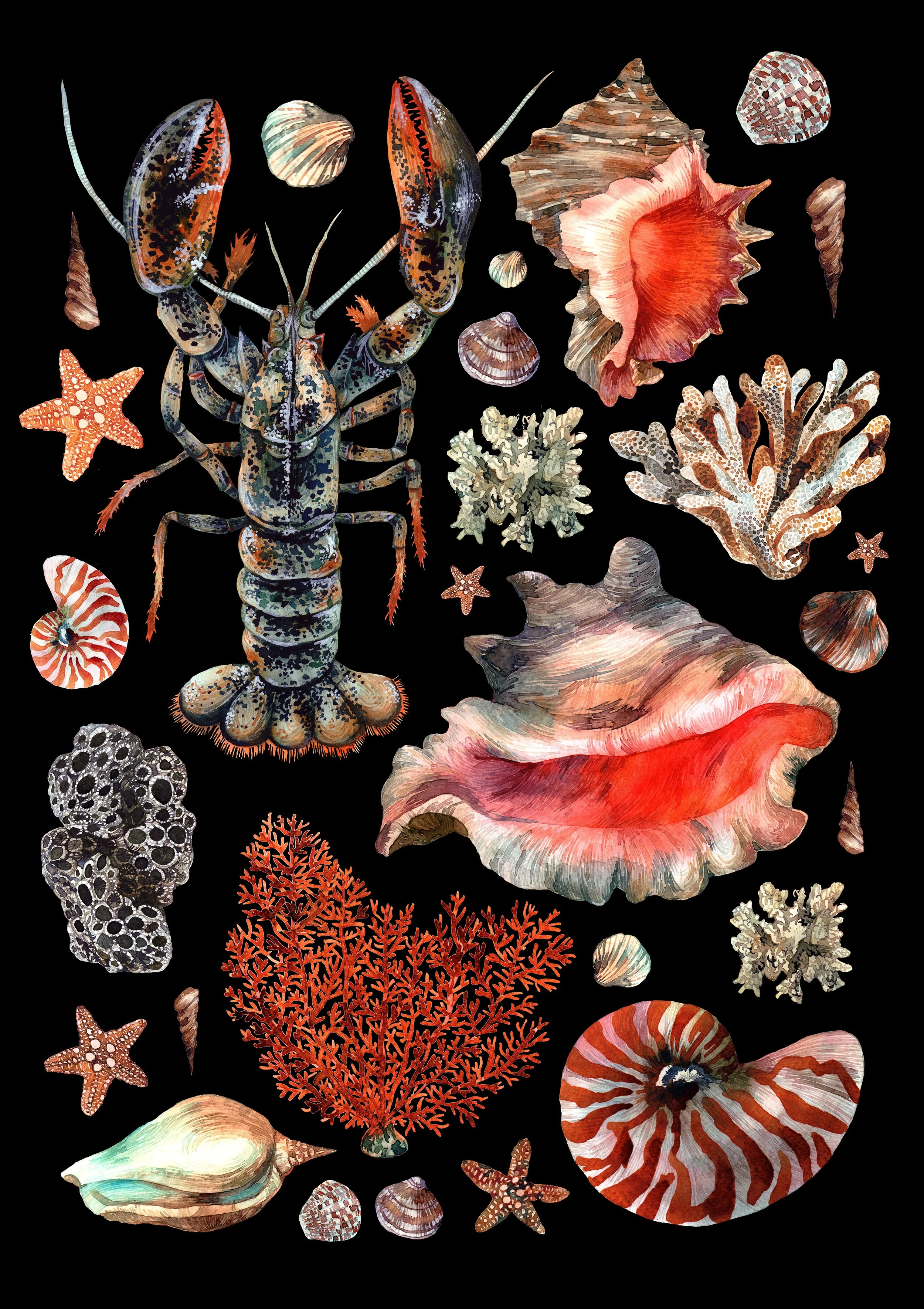 Shells Wall Art Print- Watercolour Starfish, Corrals, Sea shells ...